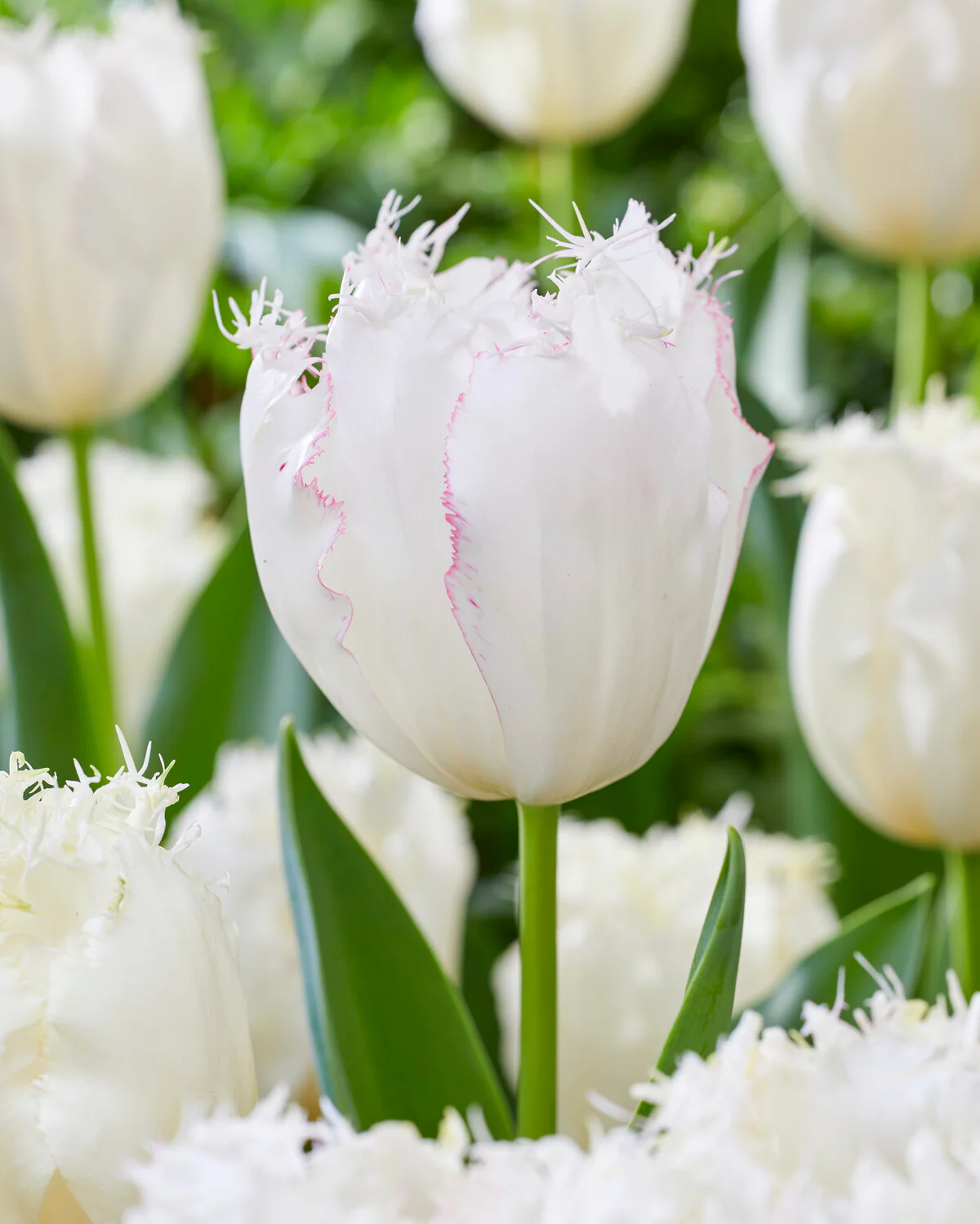 Tulip 'Lady Smile' - Image 5