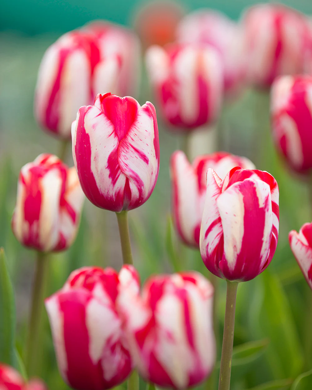 Tulip 'Lady Waldorf Astoria' - Image 3