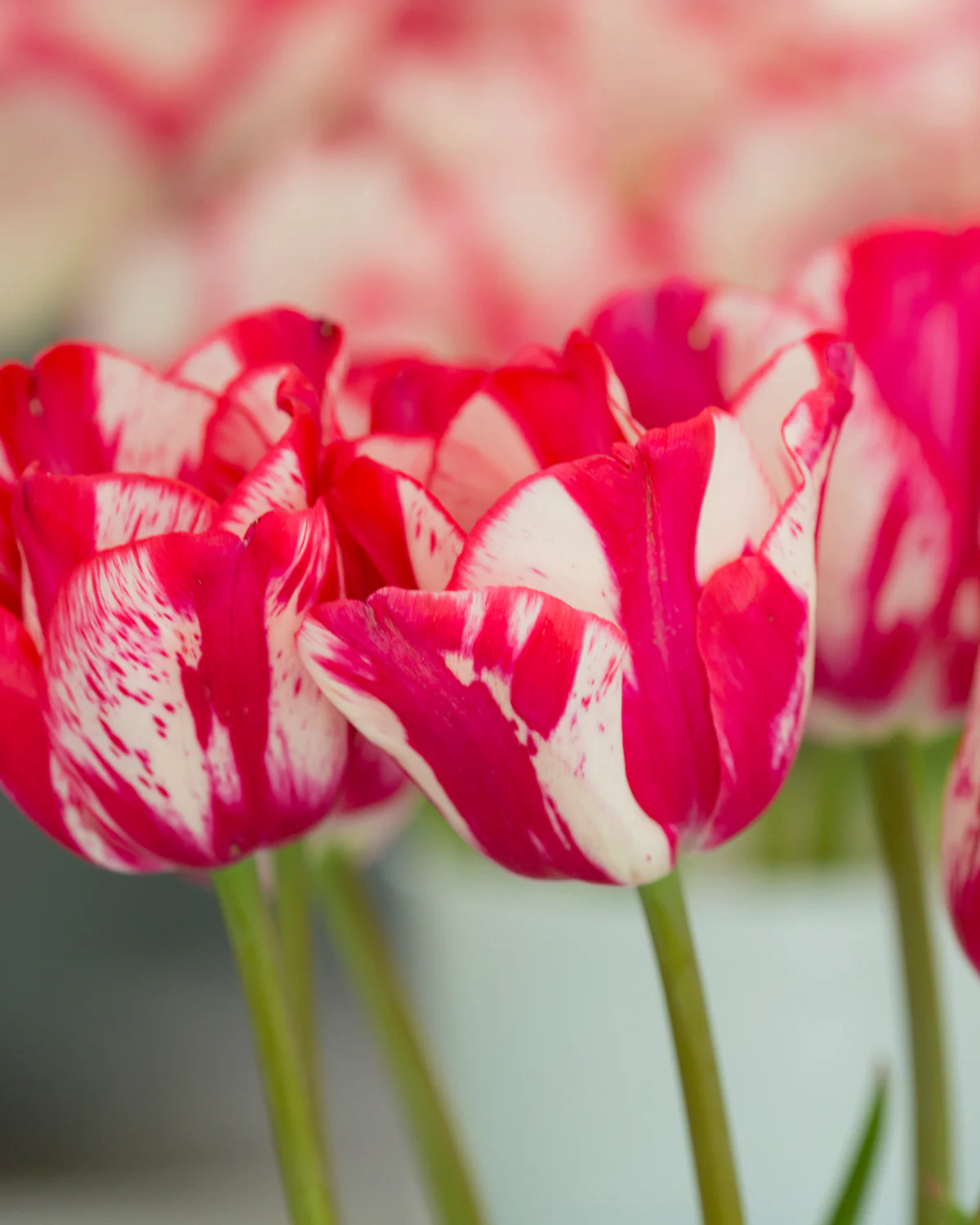 Tulip 'Lady Waldorf Astoria' - Image 4