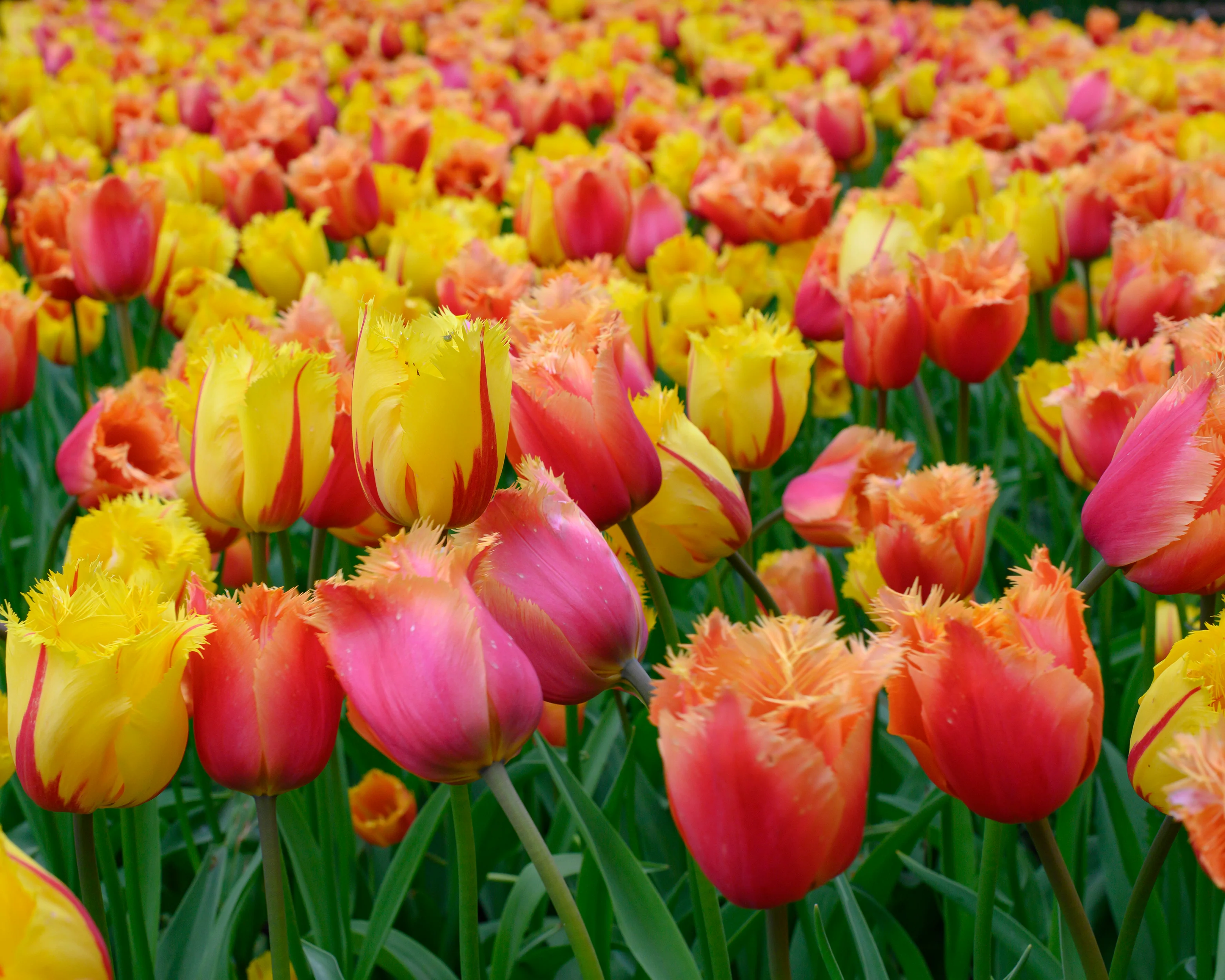Tulip 'Lambada' - Image 10