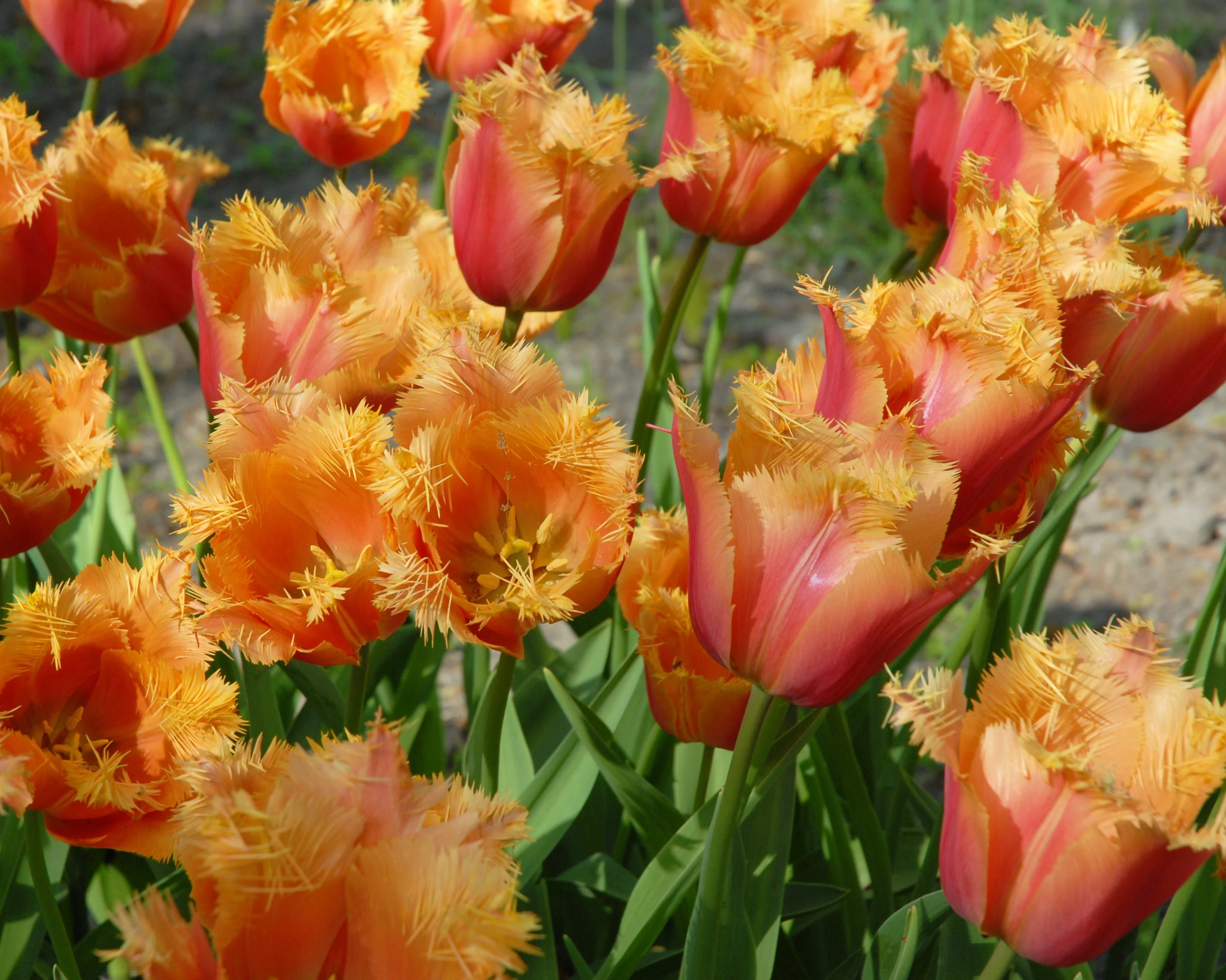 Tulip 'Lambada' - Image 12