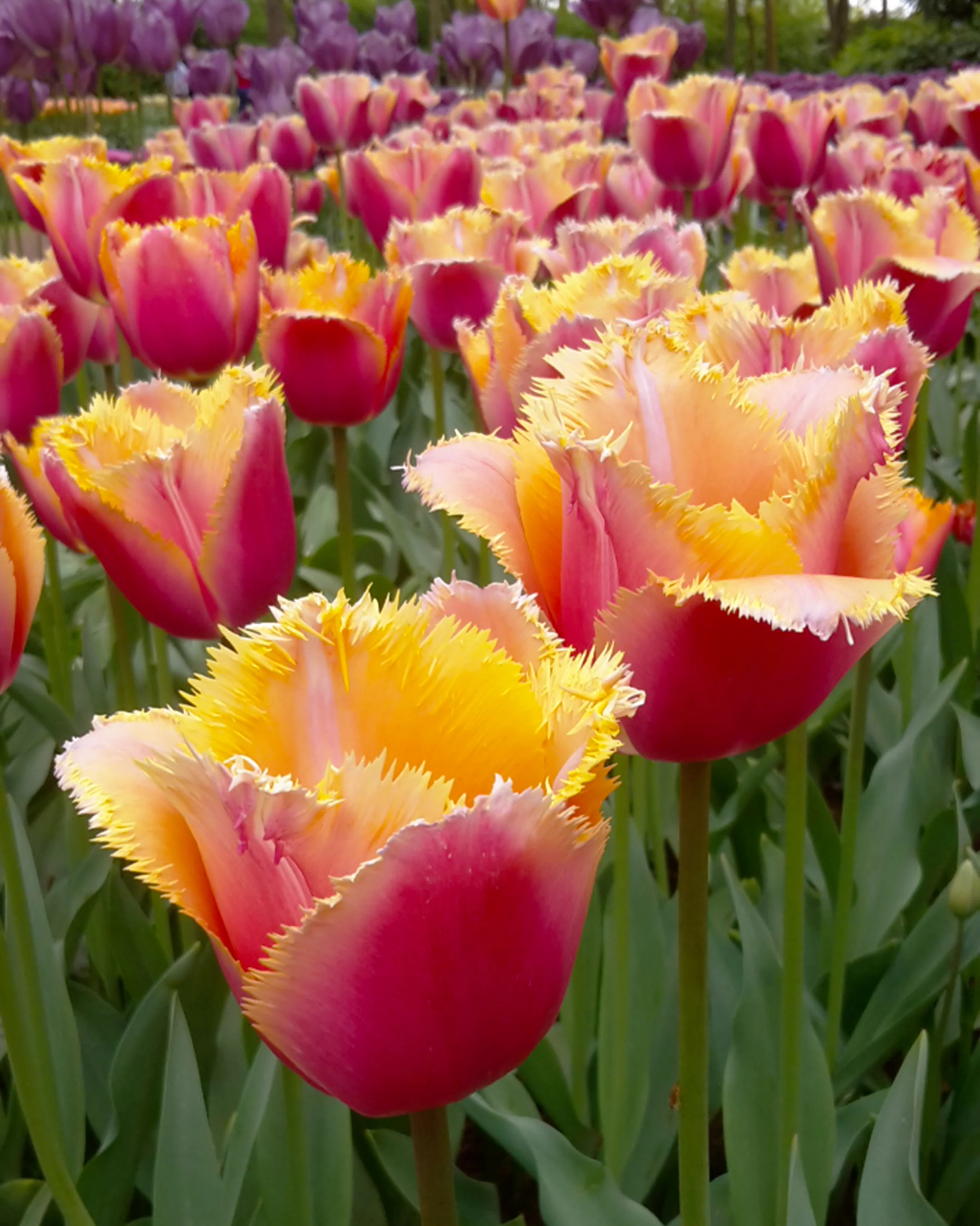 Tulip 'Lambada' - Image 13