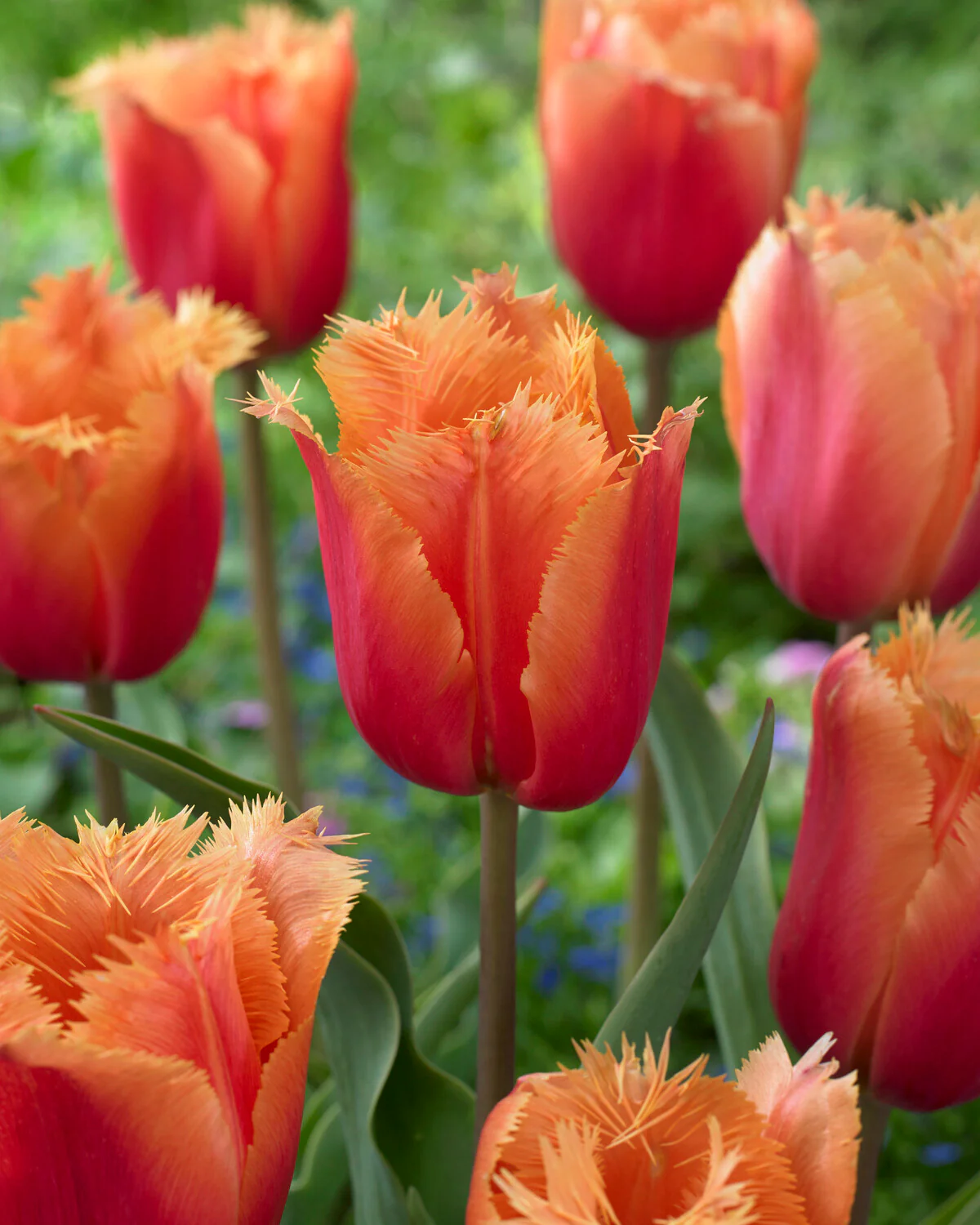 Tulip 'Lambada' - Image 14