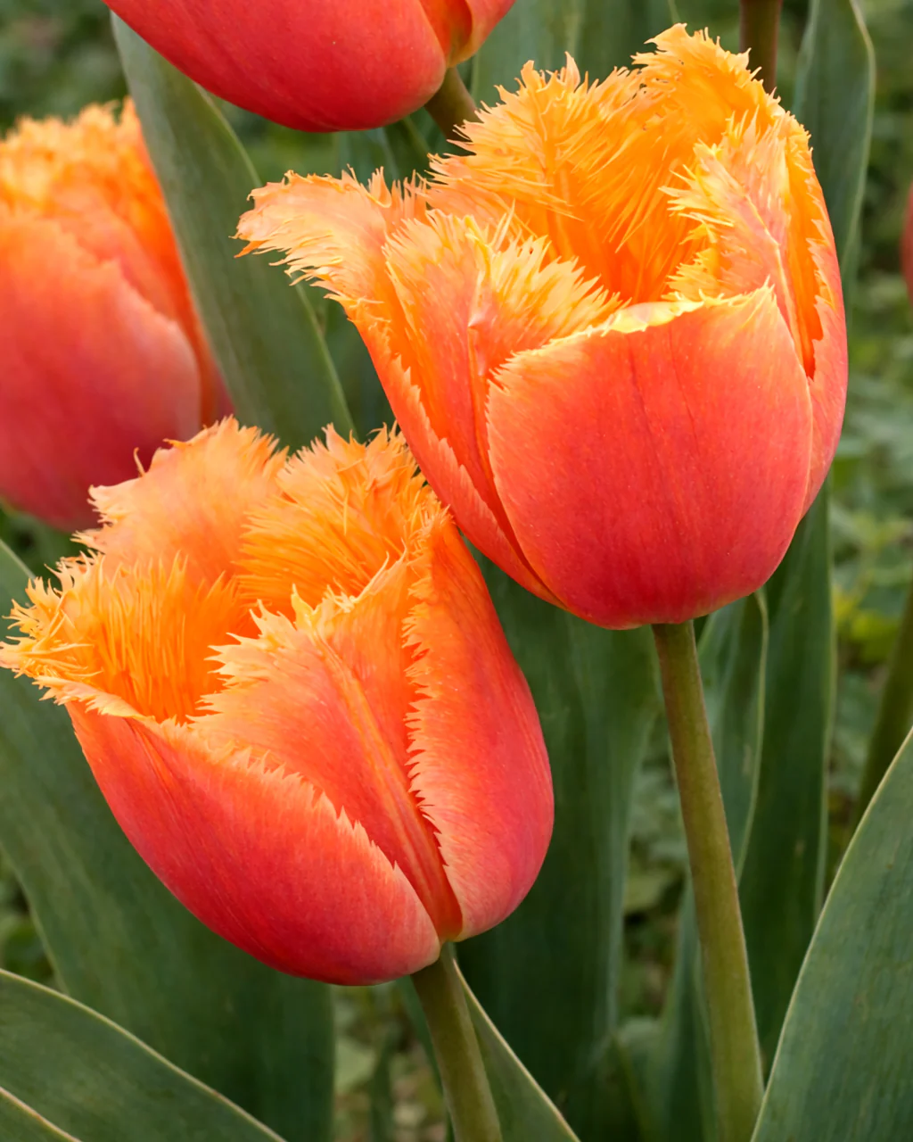 Tulip 'Lambada' - Image 3