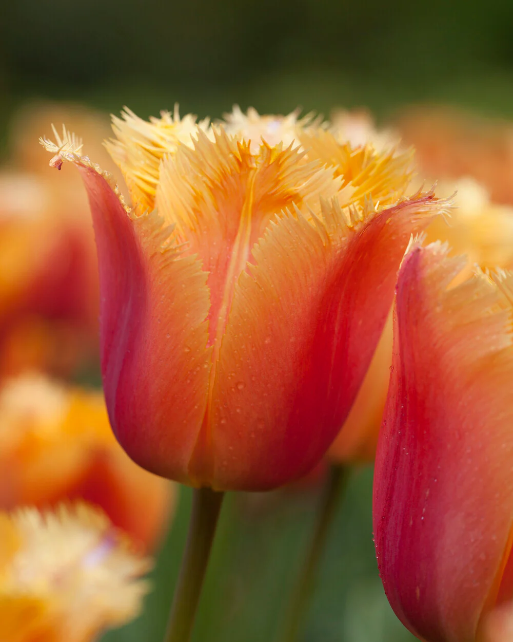 Tulip 'Lambada' - Image 4