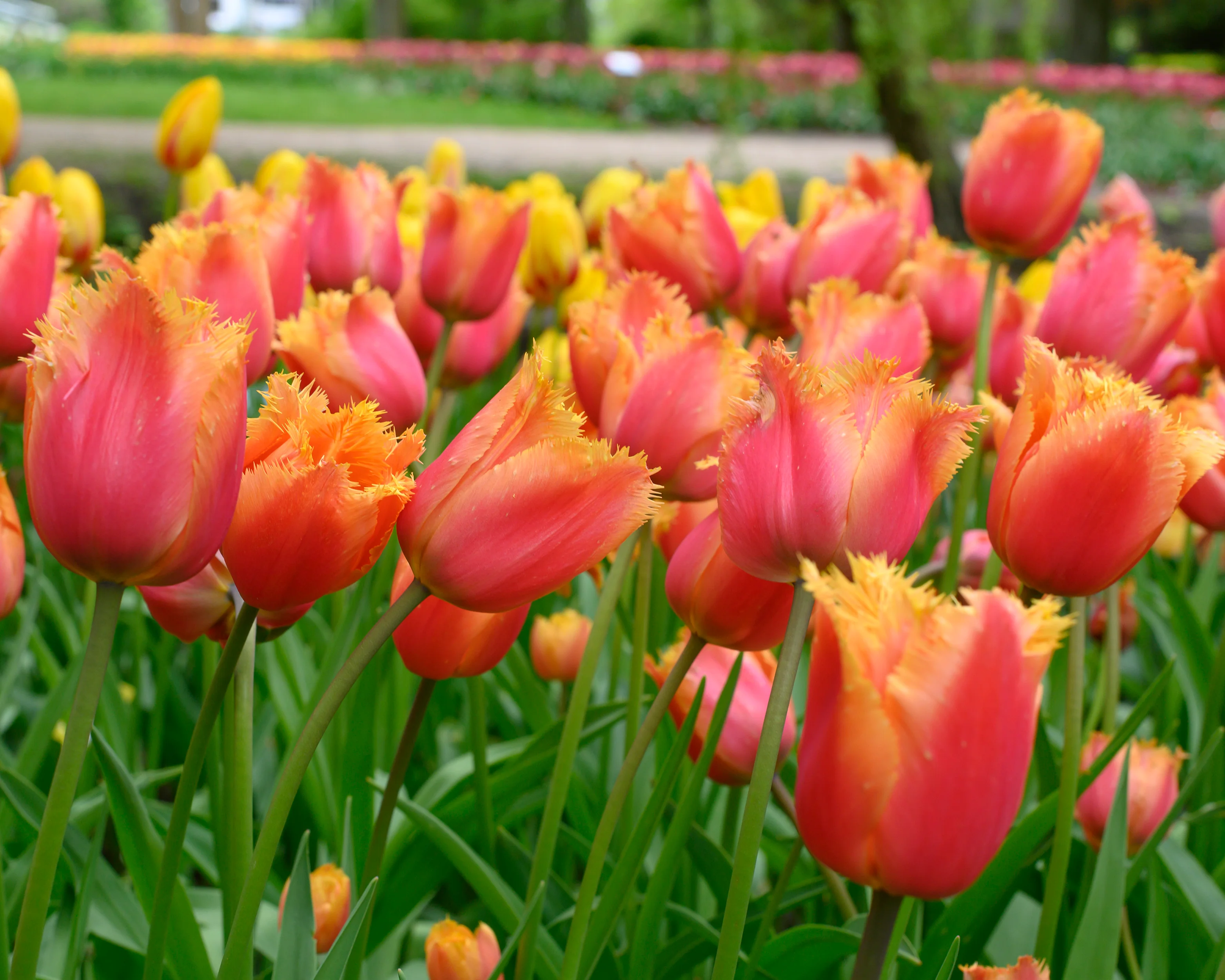 Tulip 'Lambada' - Image 5