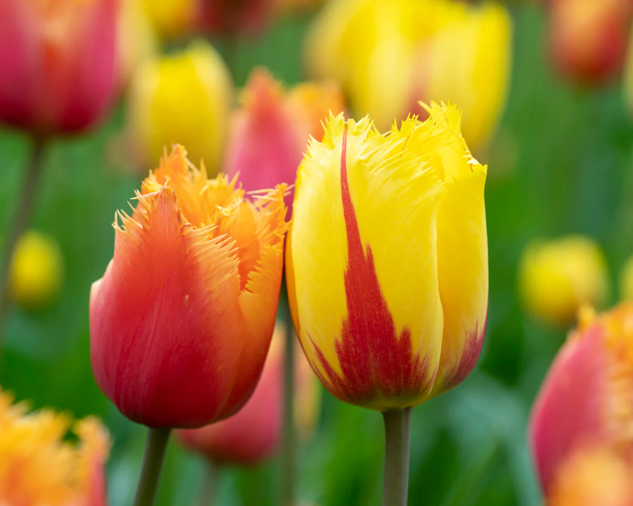 Tulip 'Lambada' - Image 6