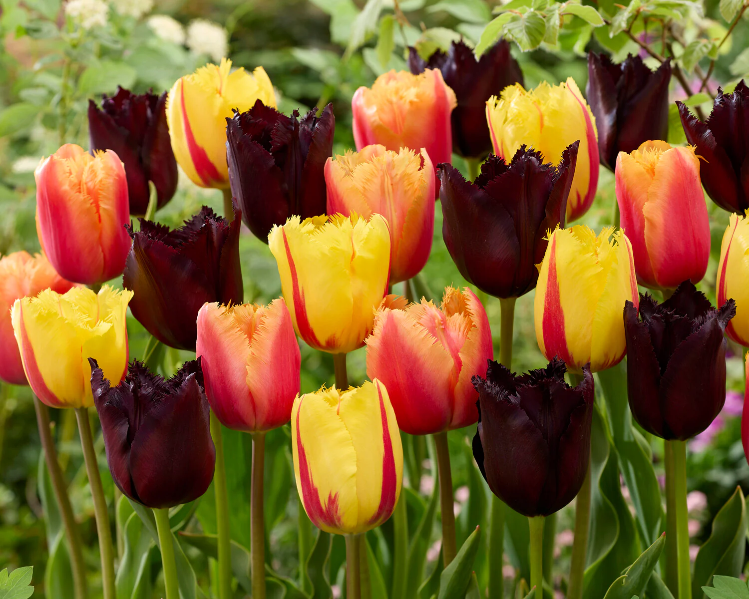 Tulip 'Lambada' - Image 8