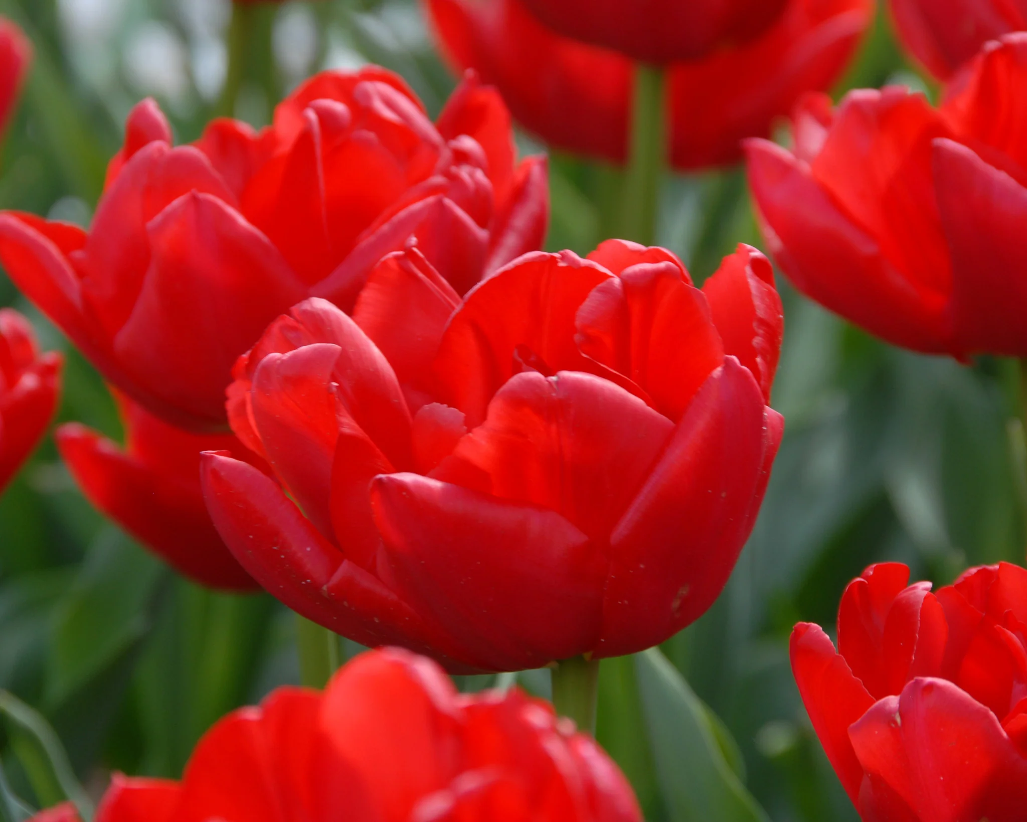 Tulip 'Largo' - Image 2