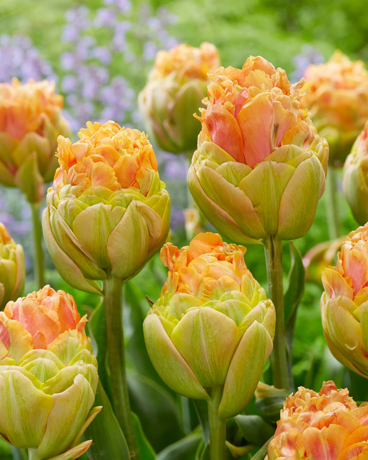 Tulip 'Le Lavandou' - Image 2