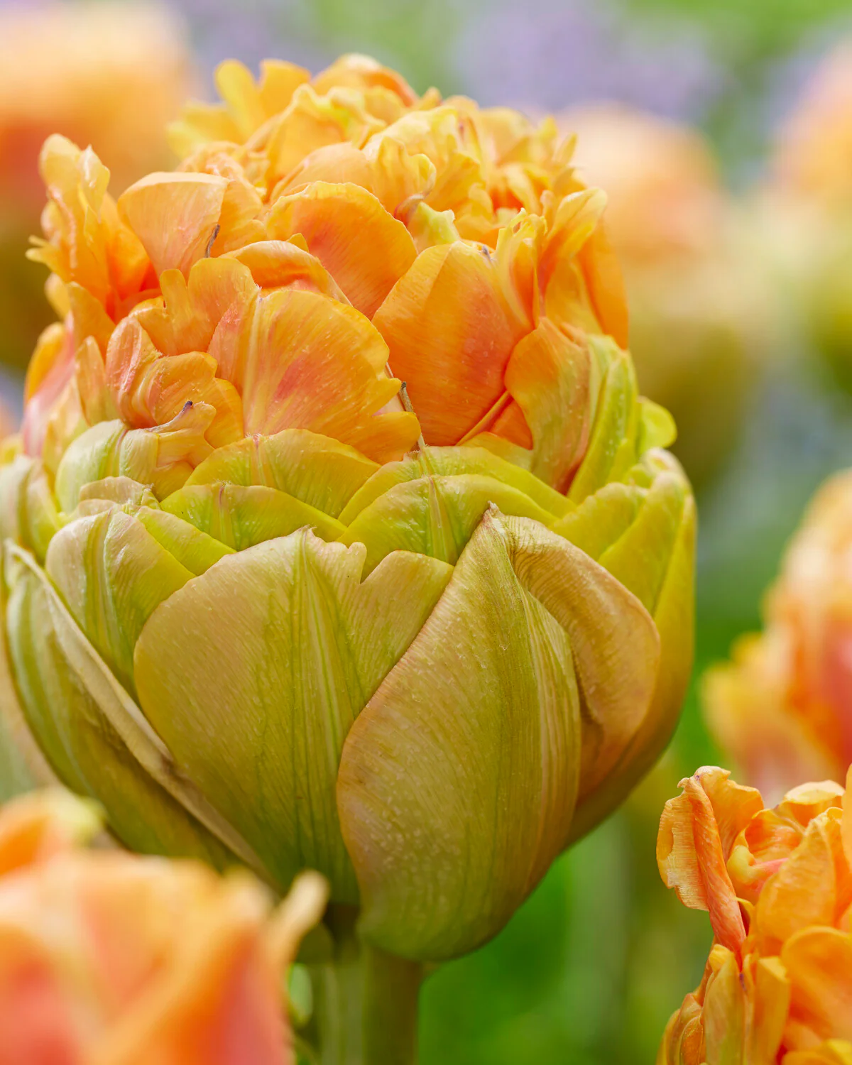 Tulip 'Le Lavandou' - Image 3