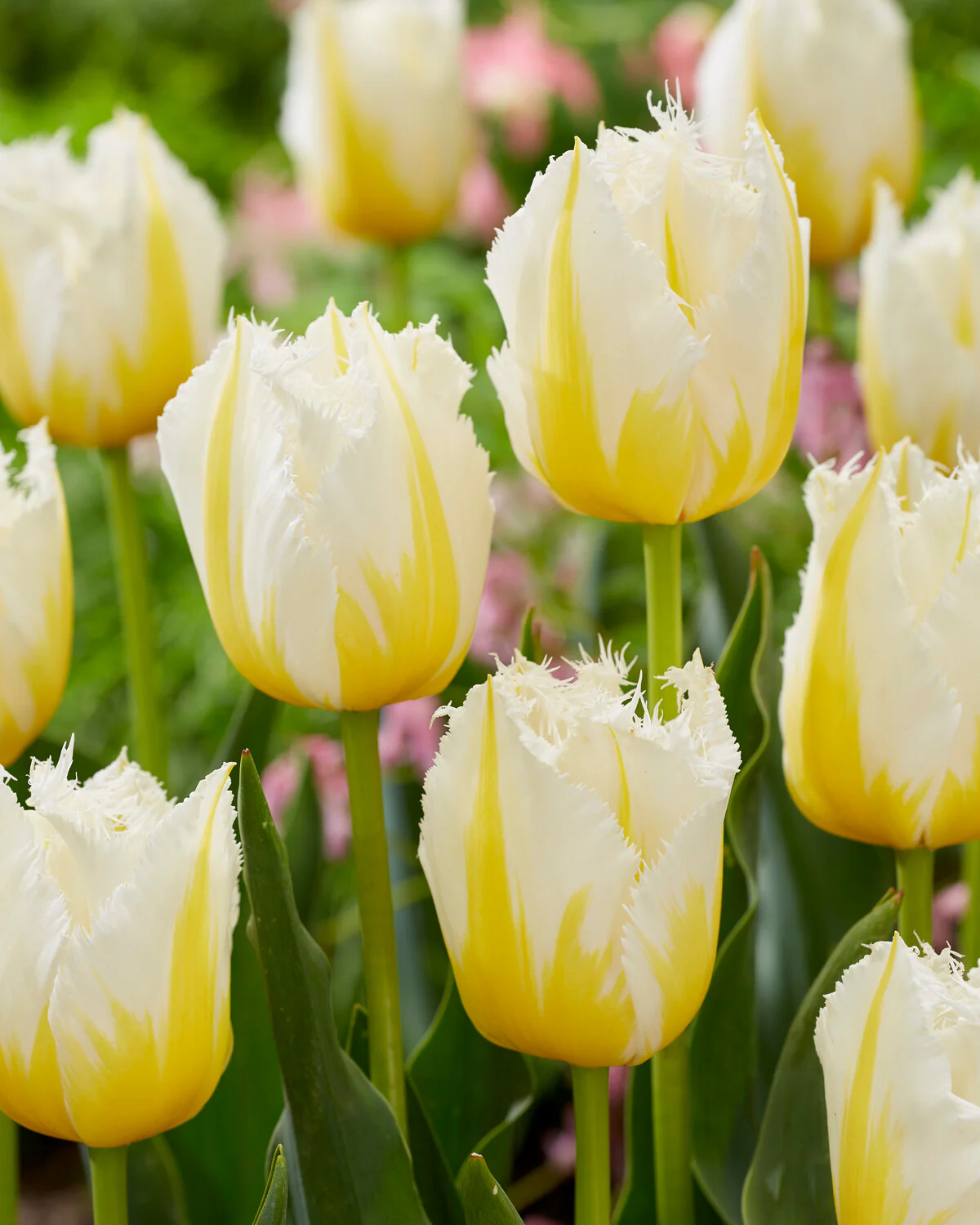Tulip 'Lemon Beauty' - Image 6