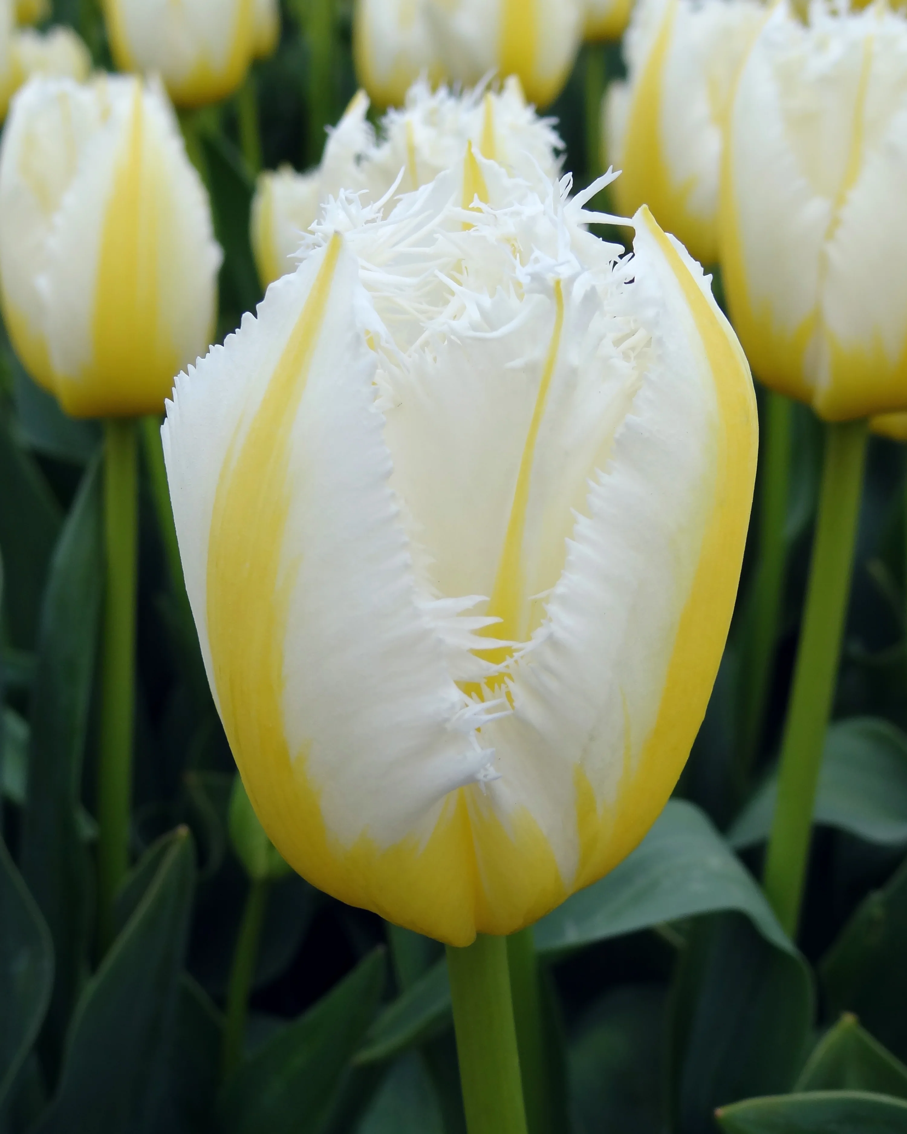Tulip 'Lemon Beauty' - Image 8