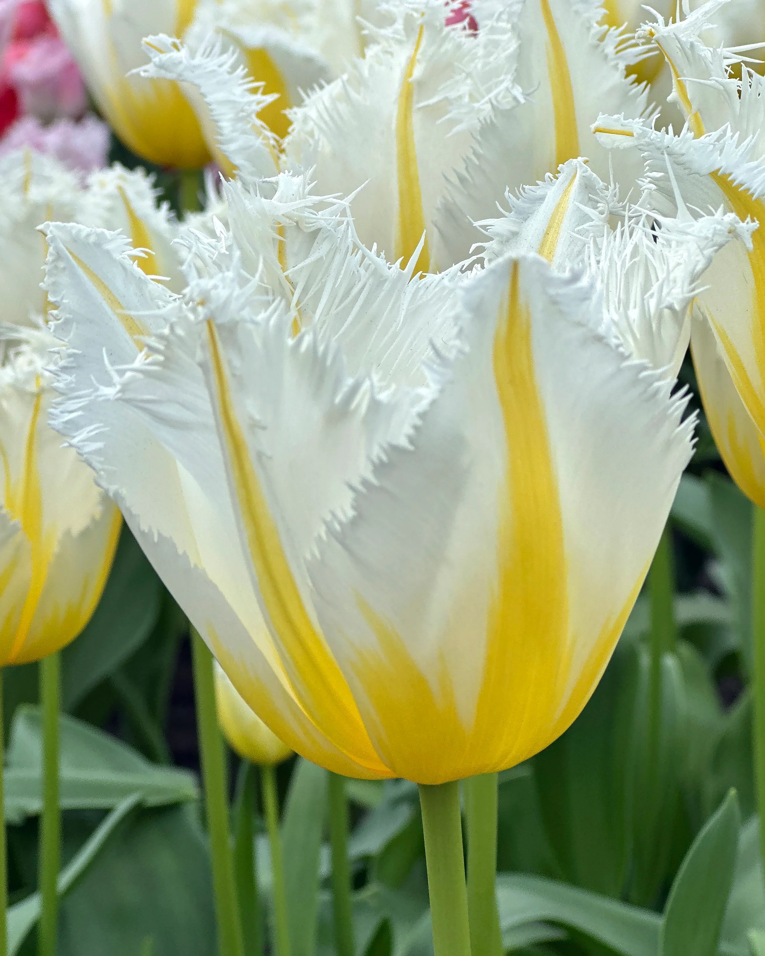 Tulip 'Lemon Beauty' - Image 9