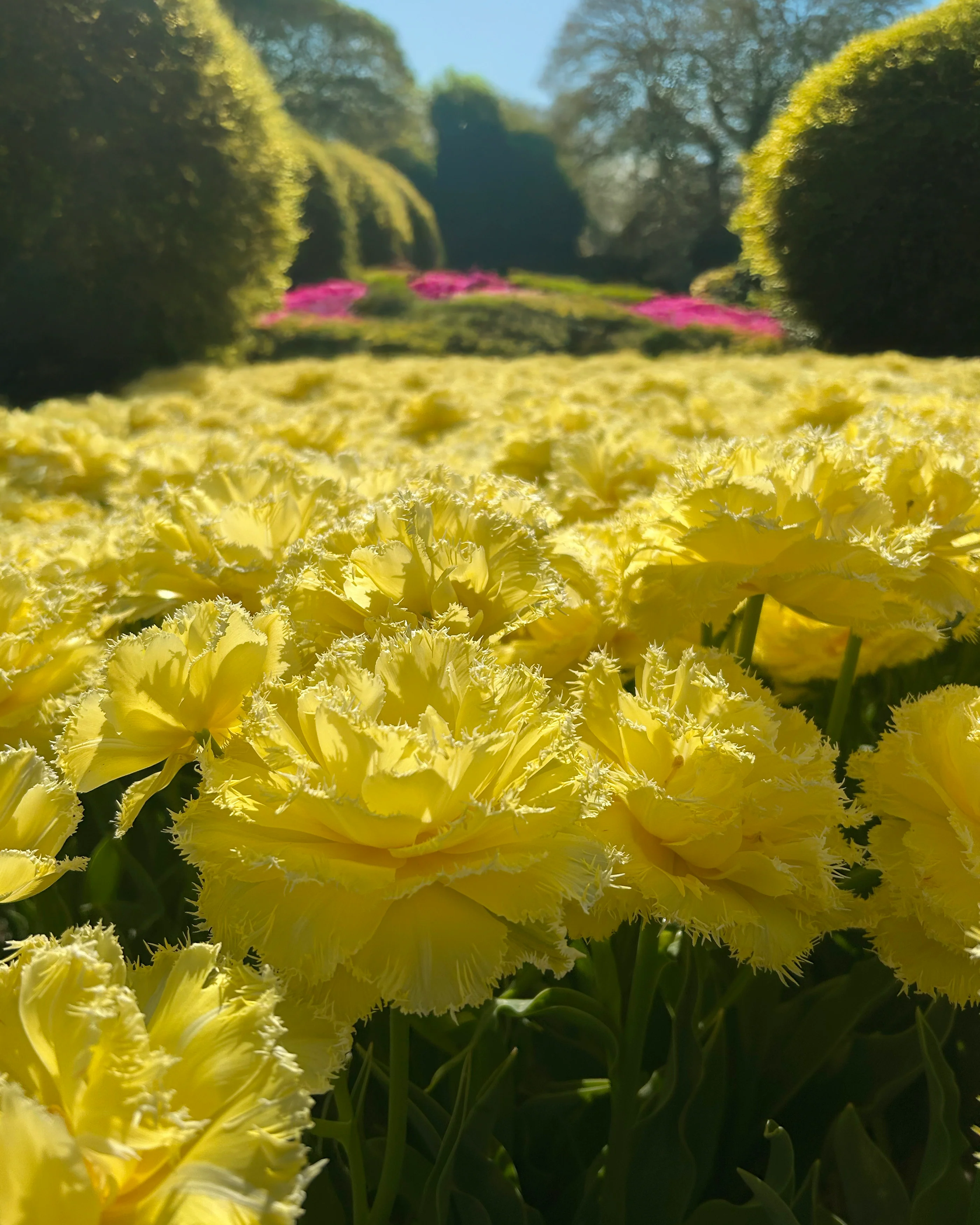 Tulip 'Lemon Shoot' - Image 2