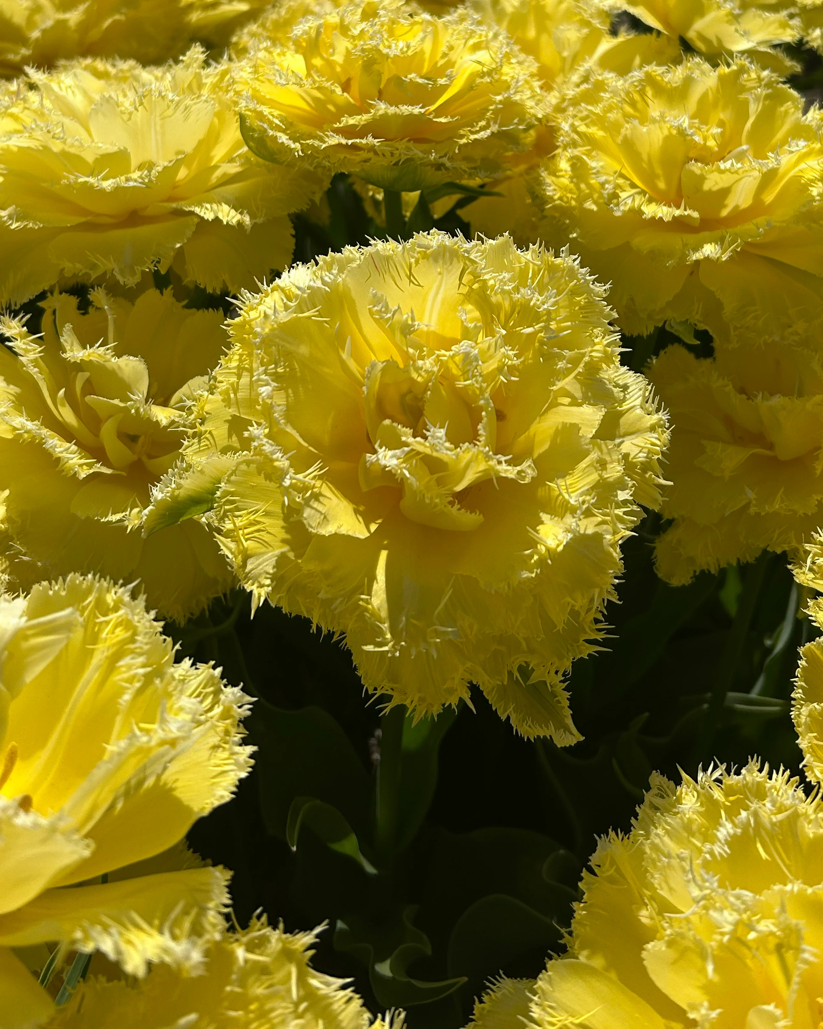 Tulip 'Lemon Shoot' - Image 3