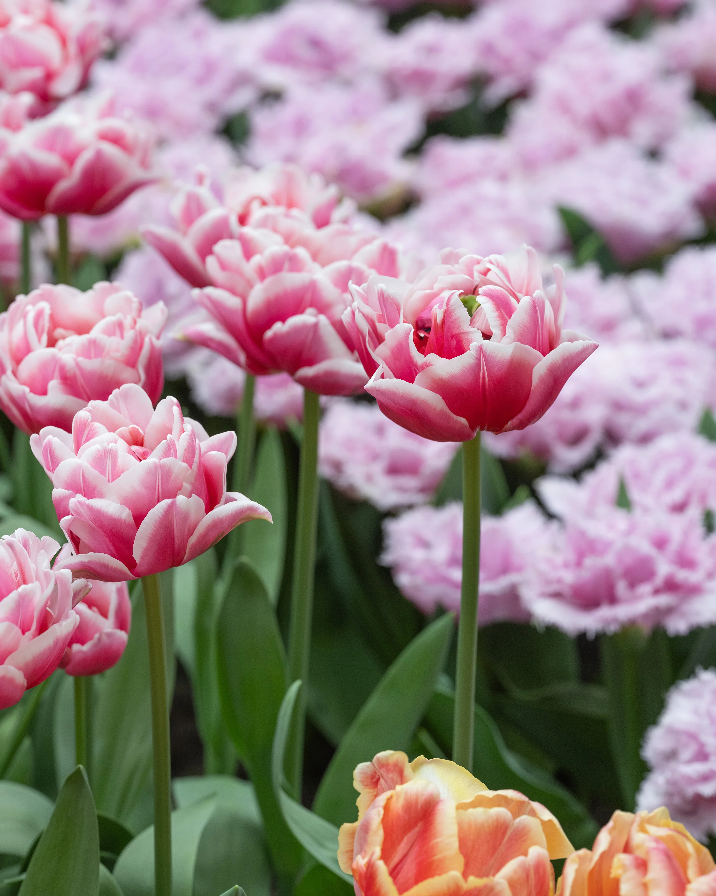 Tulip 'Let's Dance' - Image 3