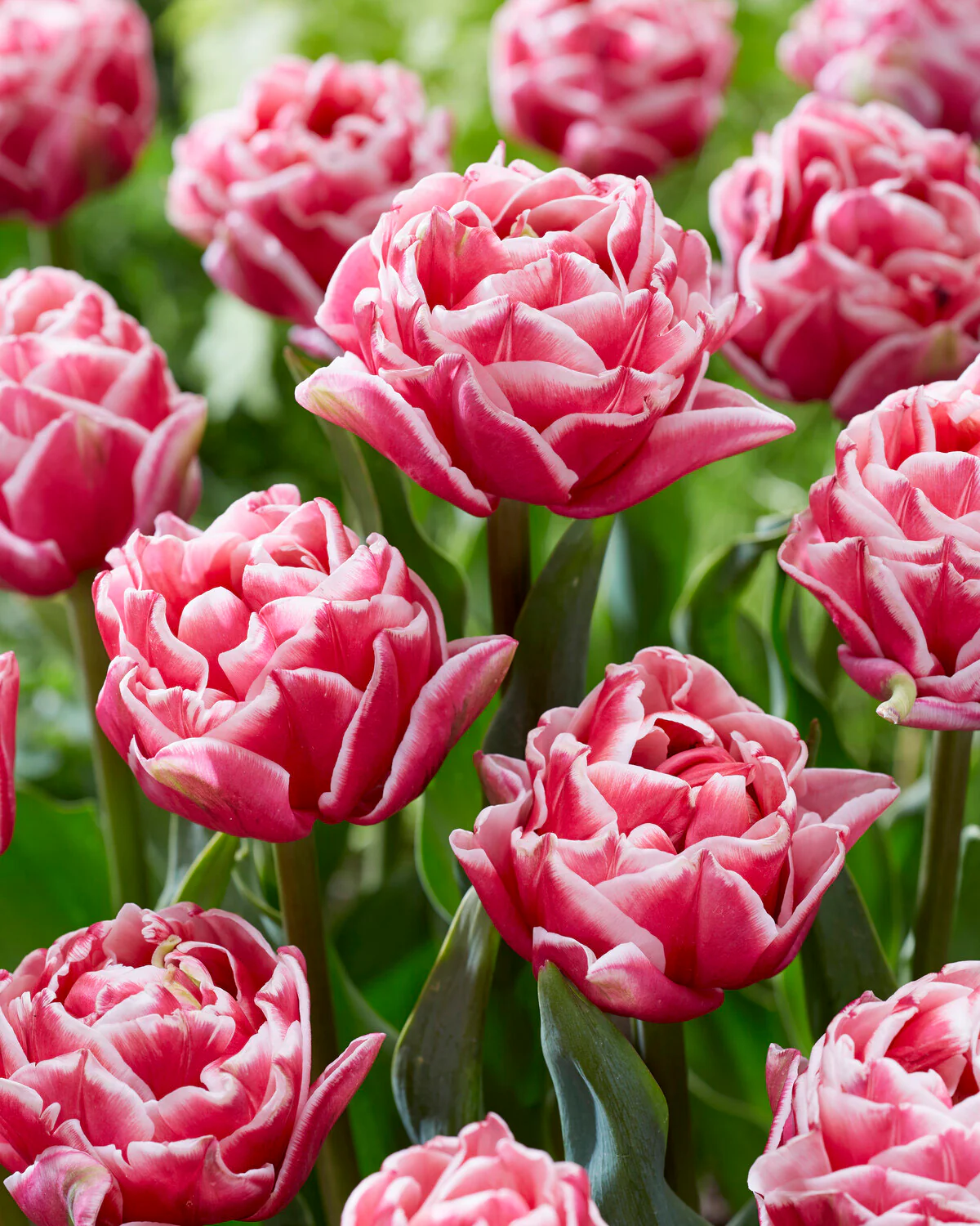 Tulip 'Let's Dance' - Image 4