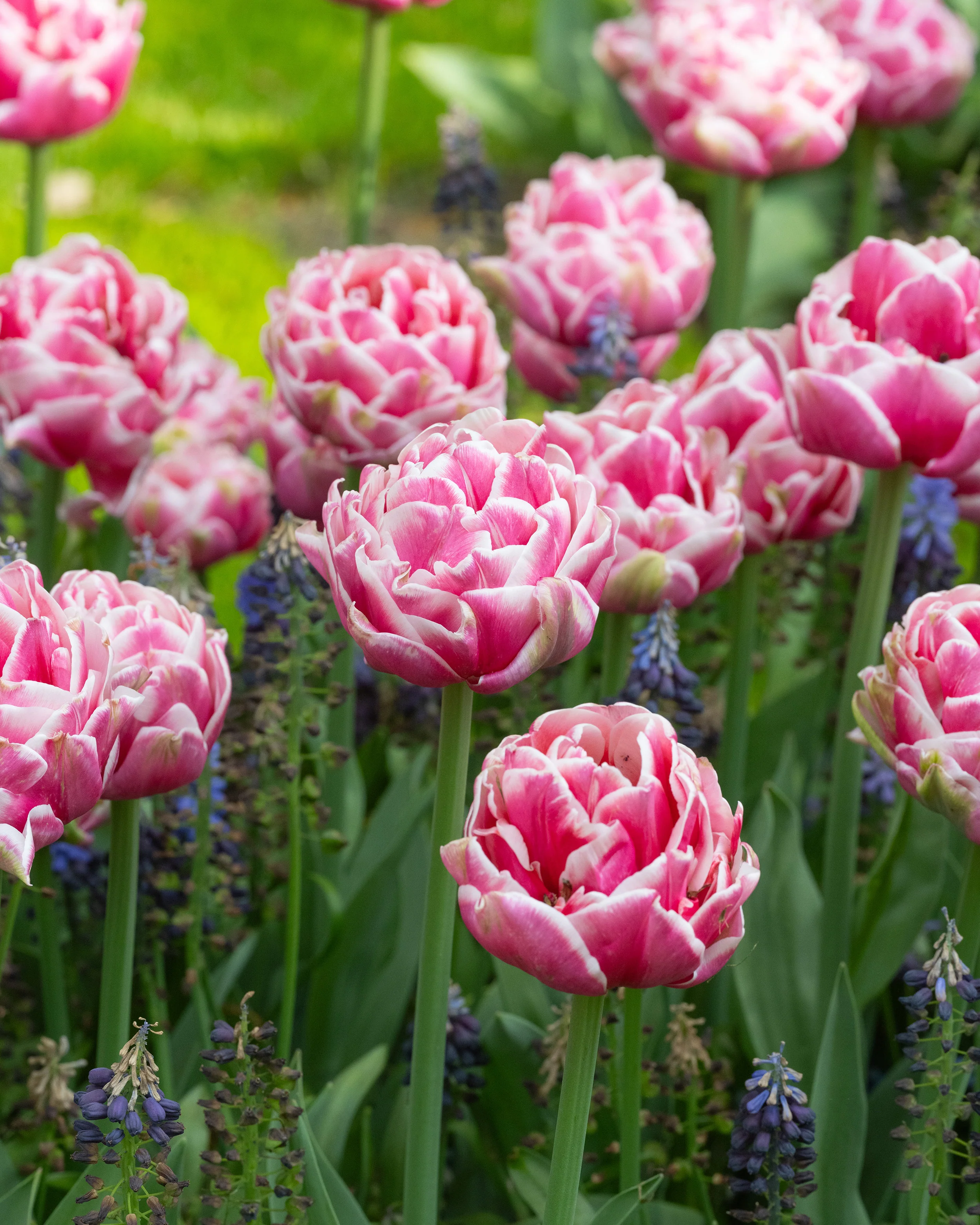 Tulip 'Let's Dance' - Image 5