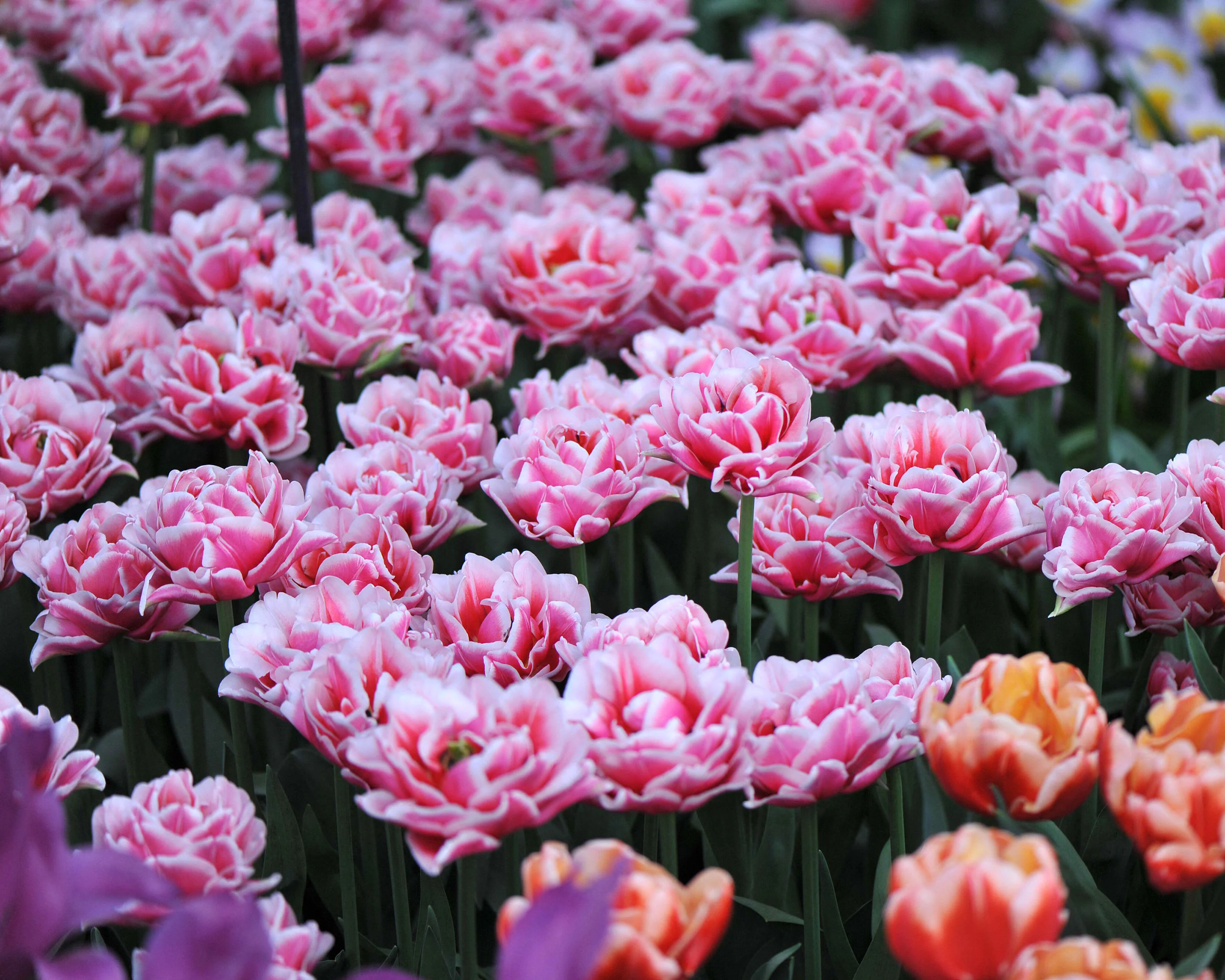 Tulip 'Let's Dance' - Image 6