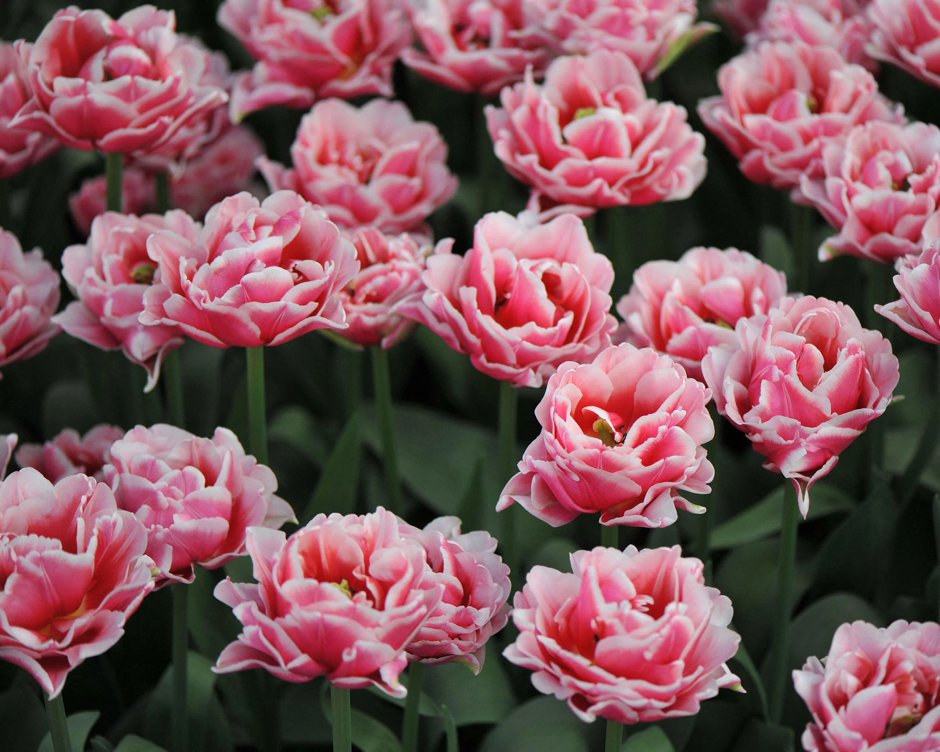 Tulip 'Let's Dance' - Image 7