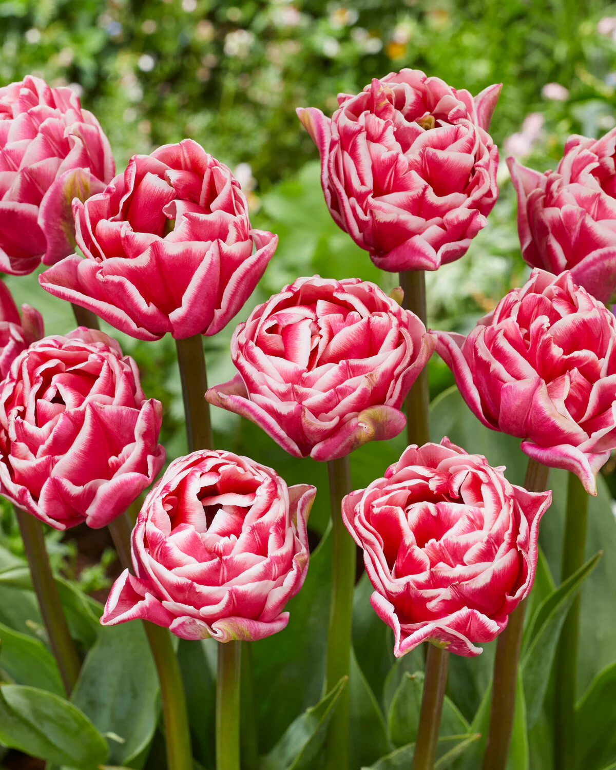 Tulip 'Let's Dance' - Image 8