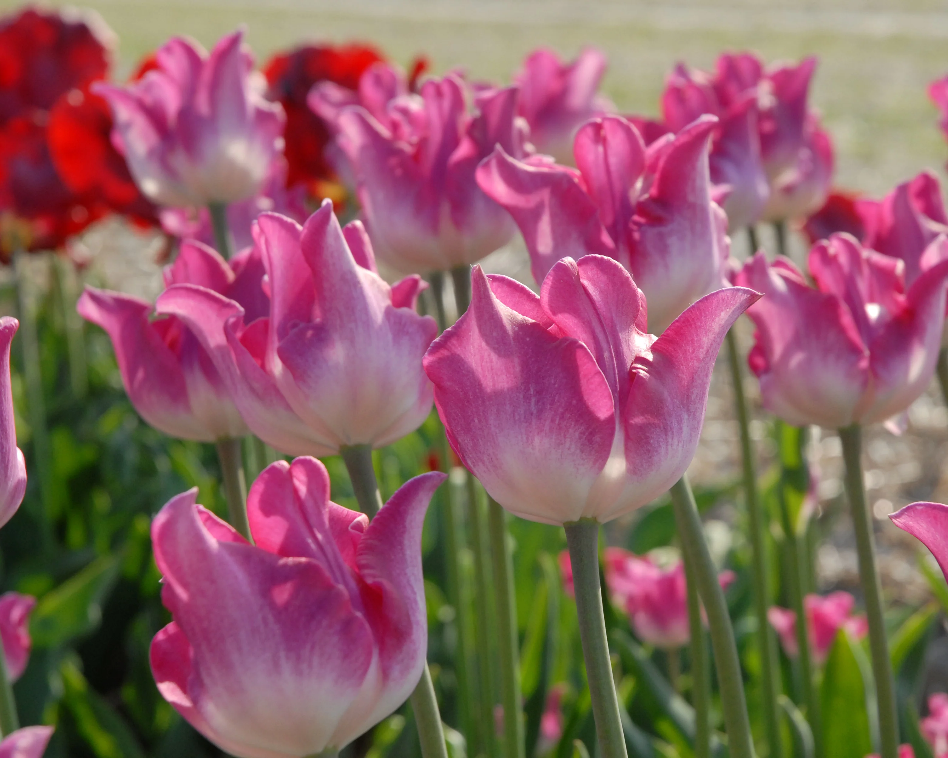 Tulip 'Liberstar' - Image 3