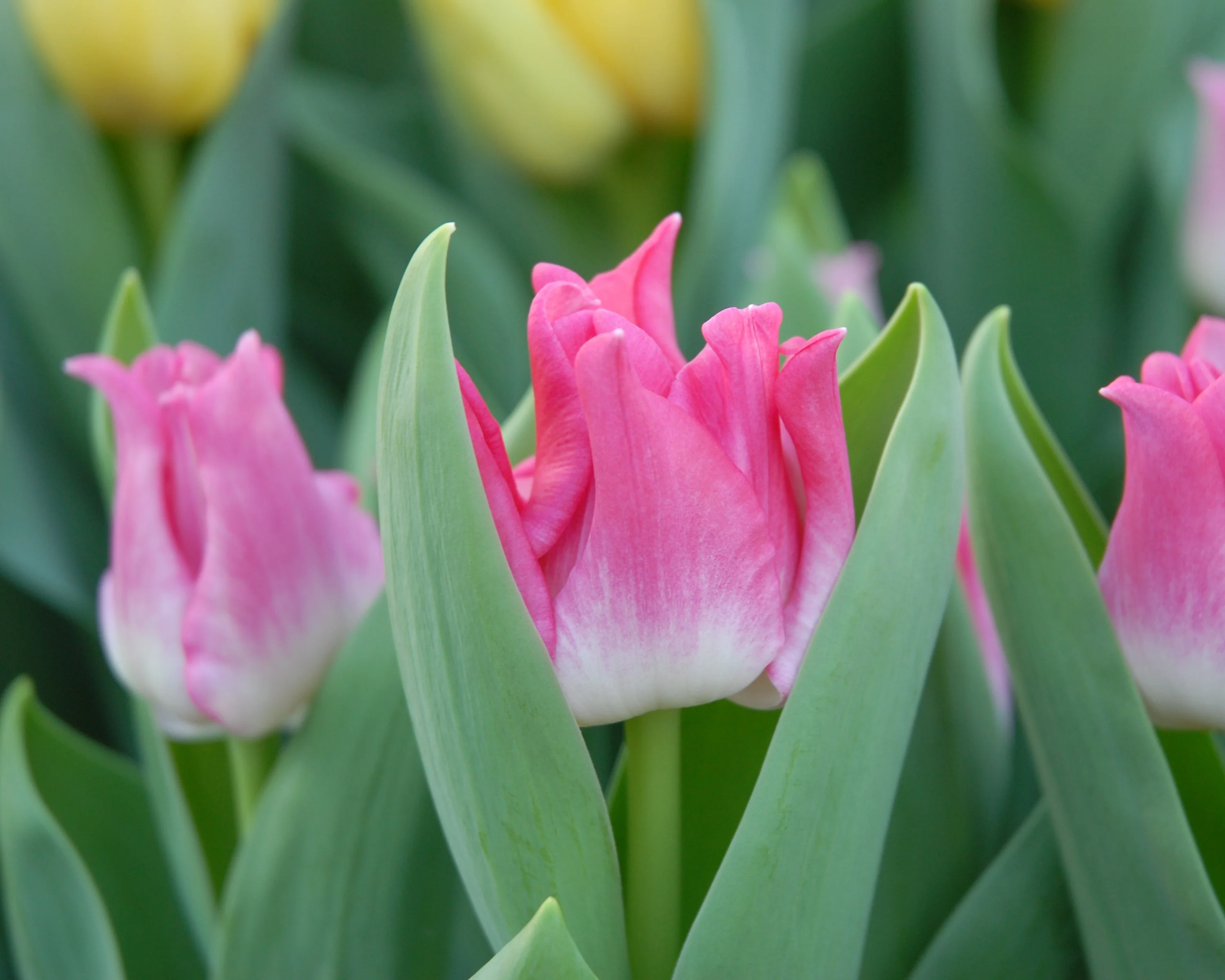Tulip 'Liberstar' - Image 4