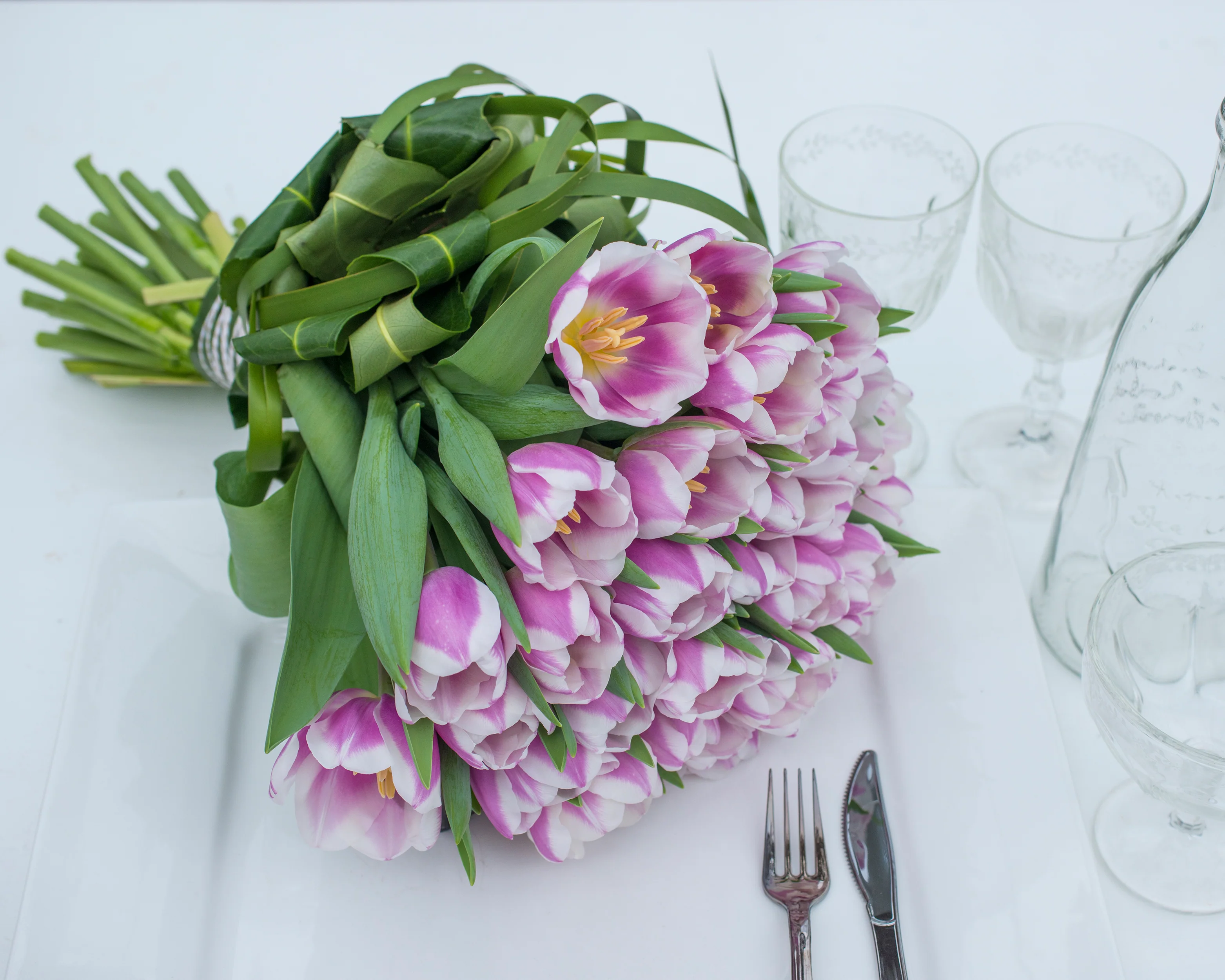 Tulip 'Librije' - Image 11