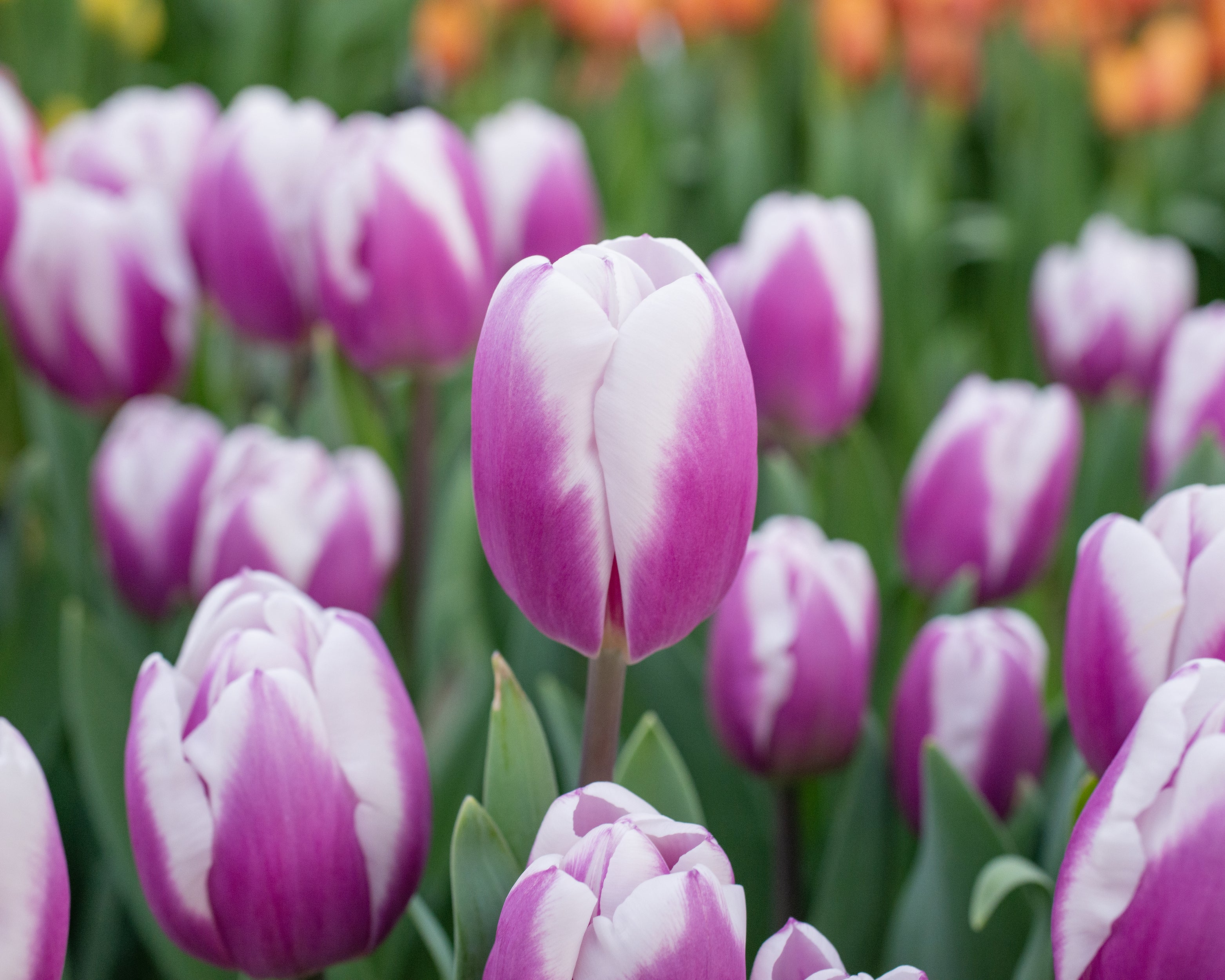 Tulip 'Librije' - Image 12