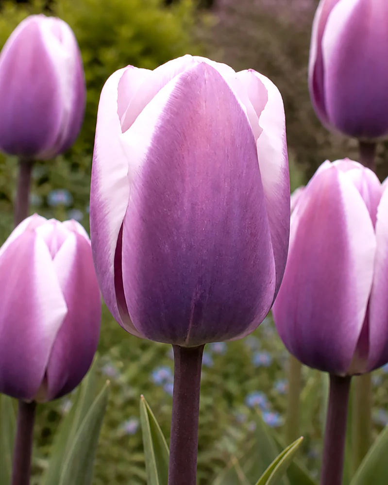 Tulip 'Librije' - Image 13