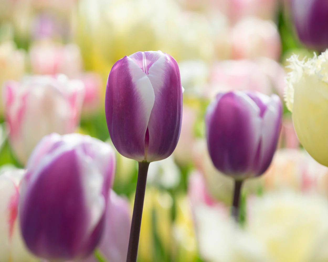 Tulip 'Librije' - Image 15