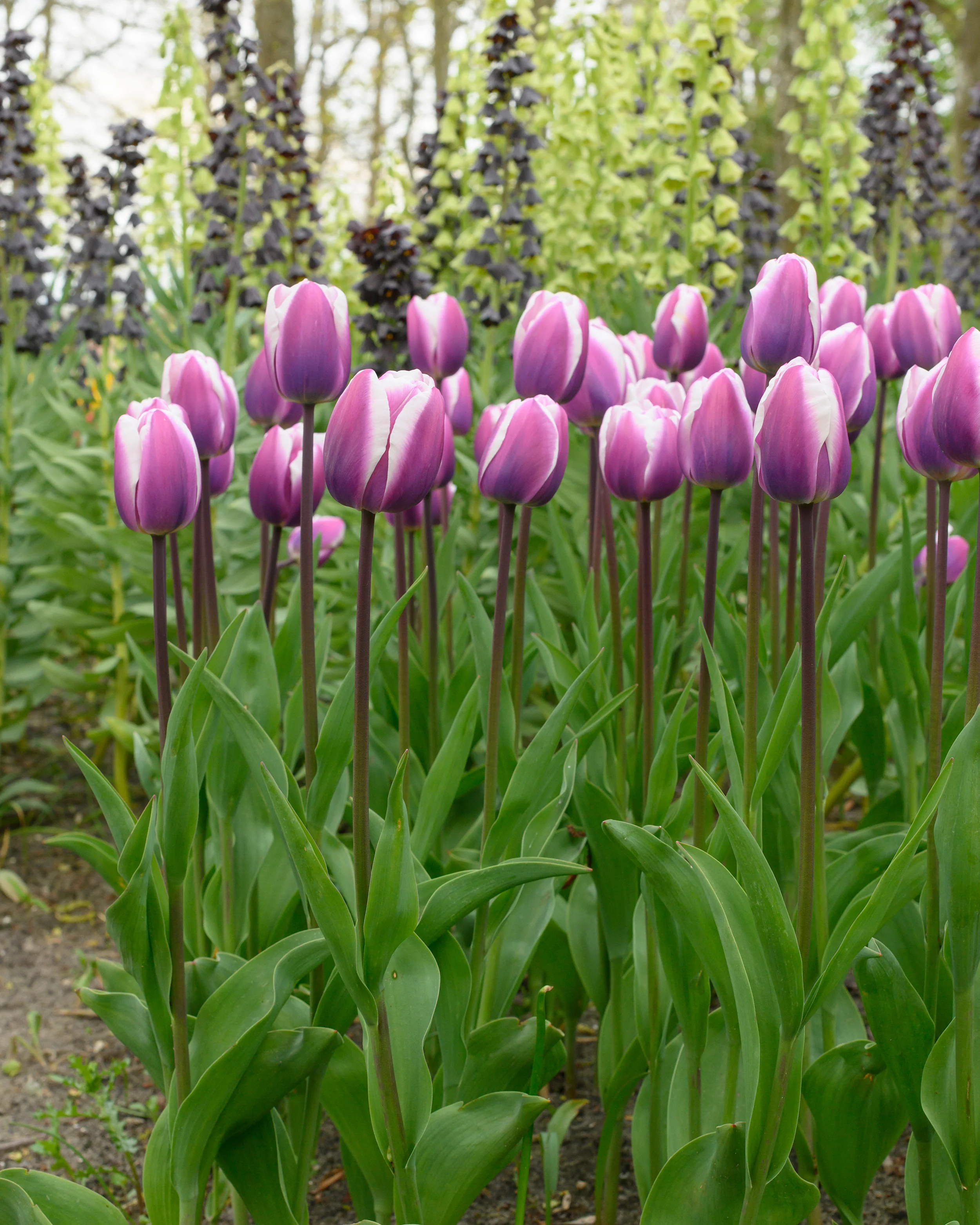 Tulip 'Librije' - Image 2