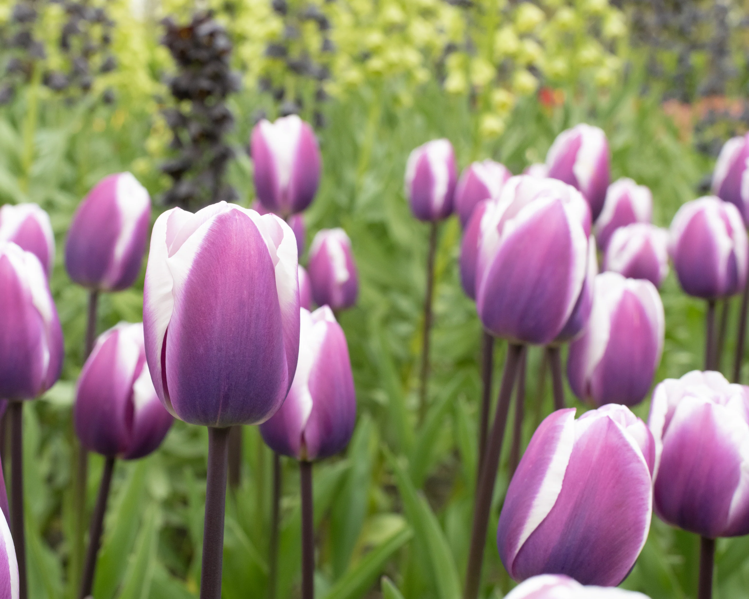 Tulip 'Librije' - Image 3