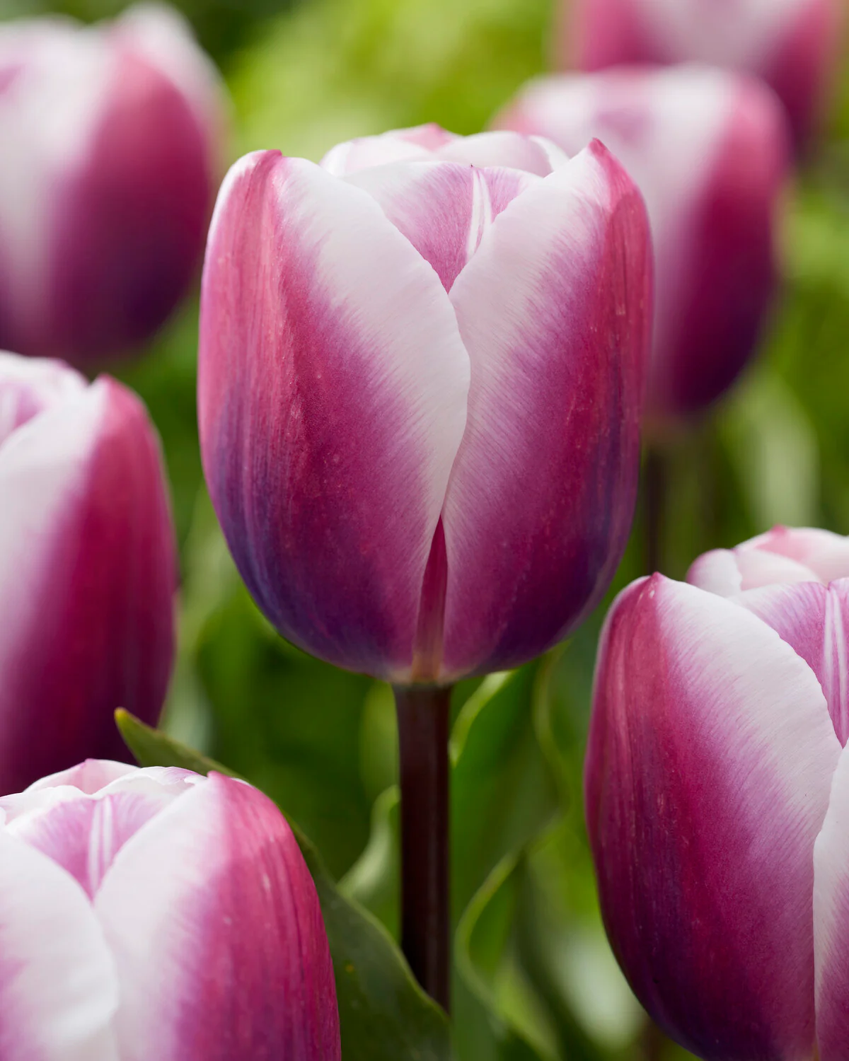 Tulip 'Librije' - Image 4