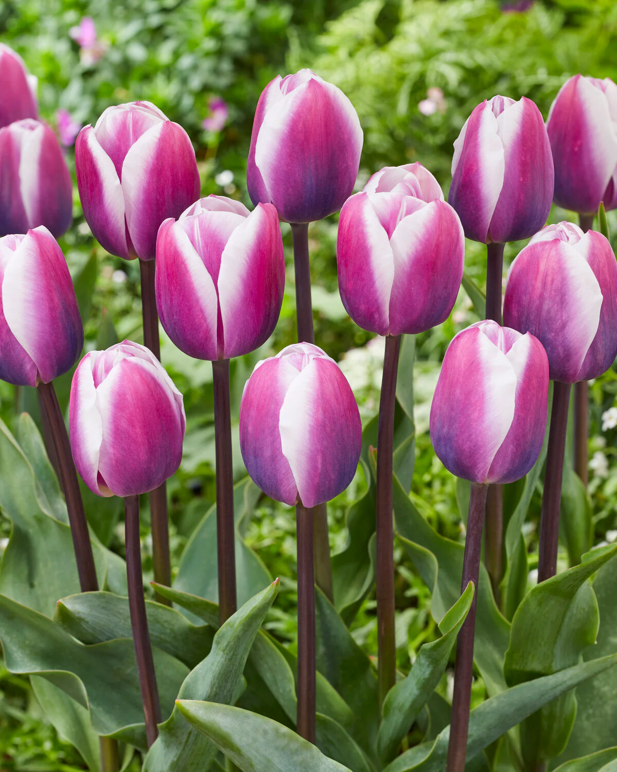 Tulip 'Librije' - Image 6