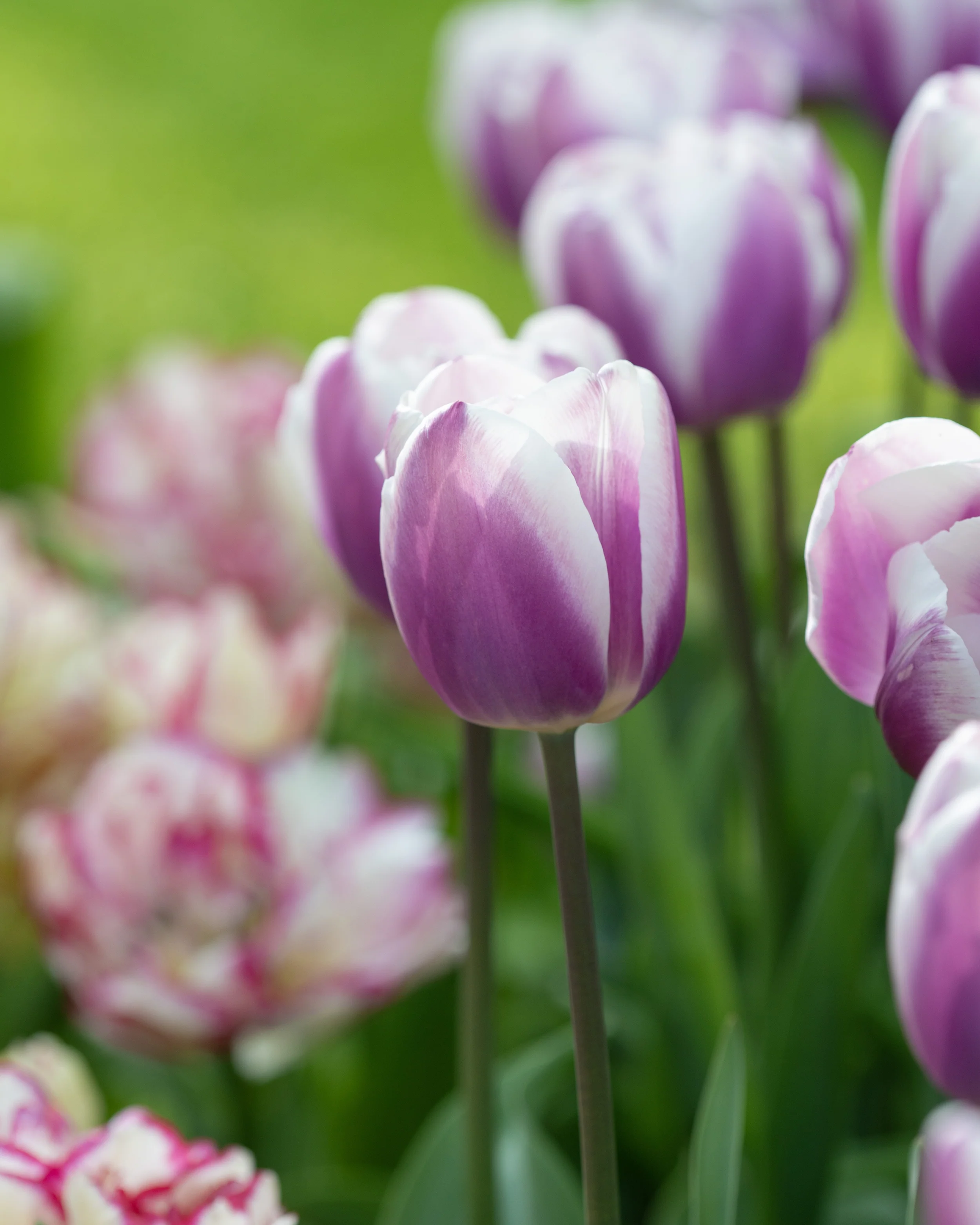 Tulip 'Librije' - Image 9