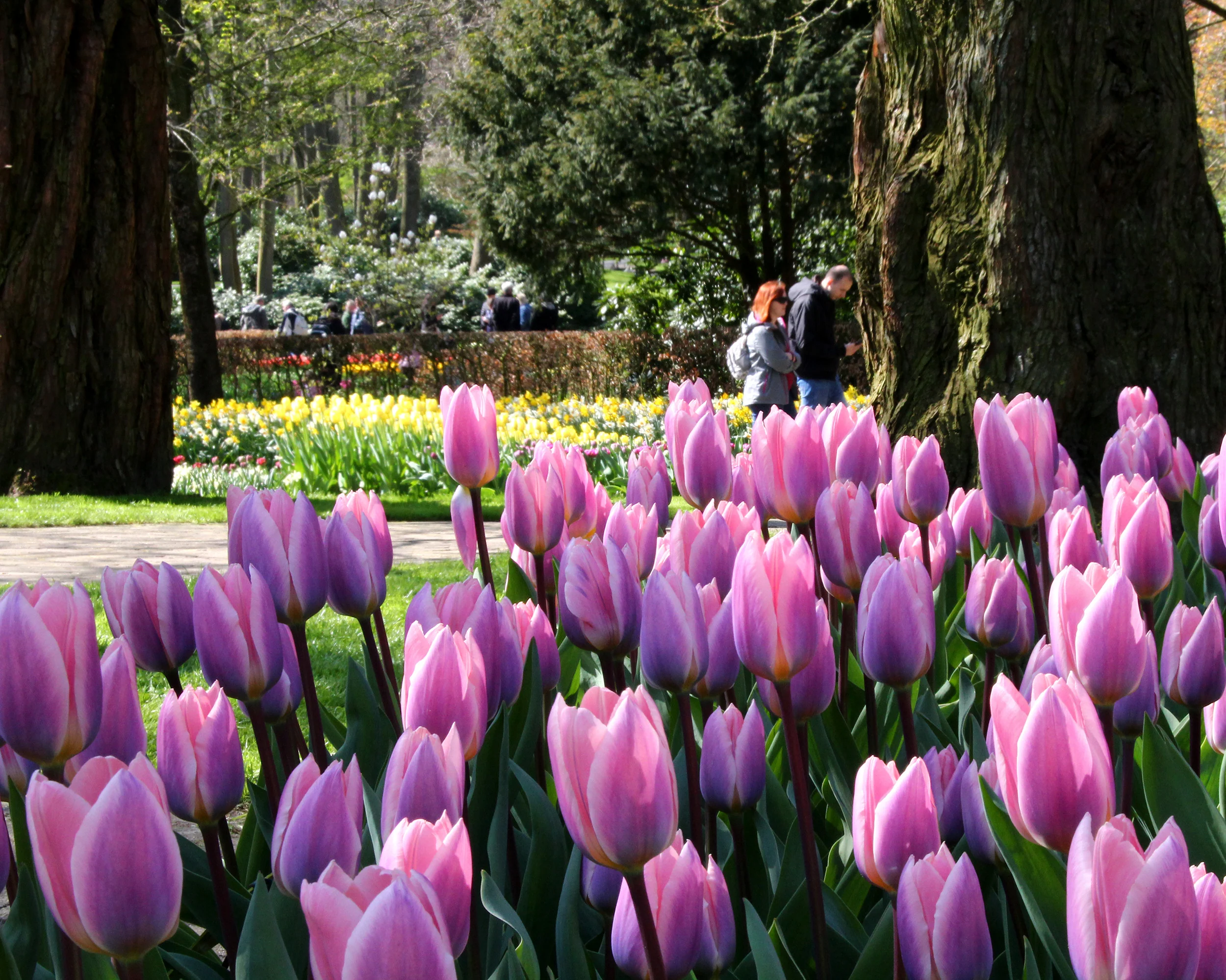 Tulip 'Light and Dreamy' - Image 6