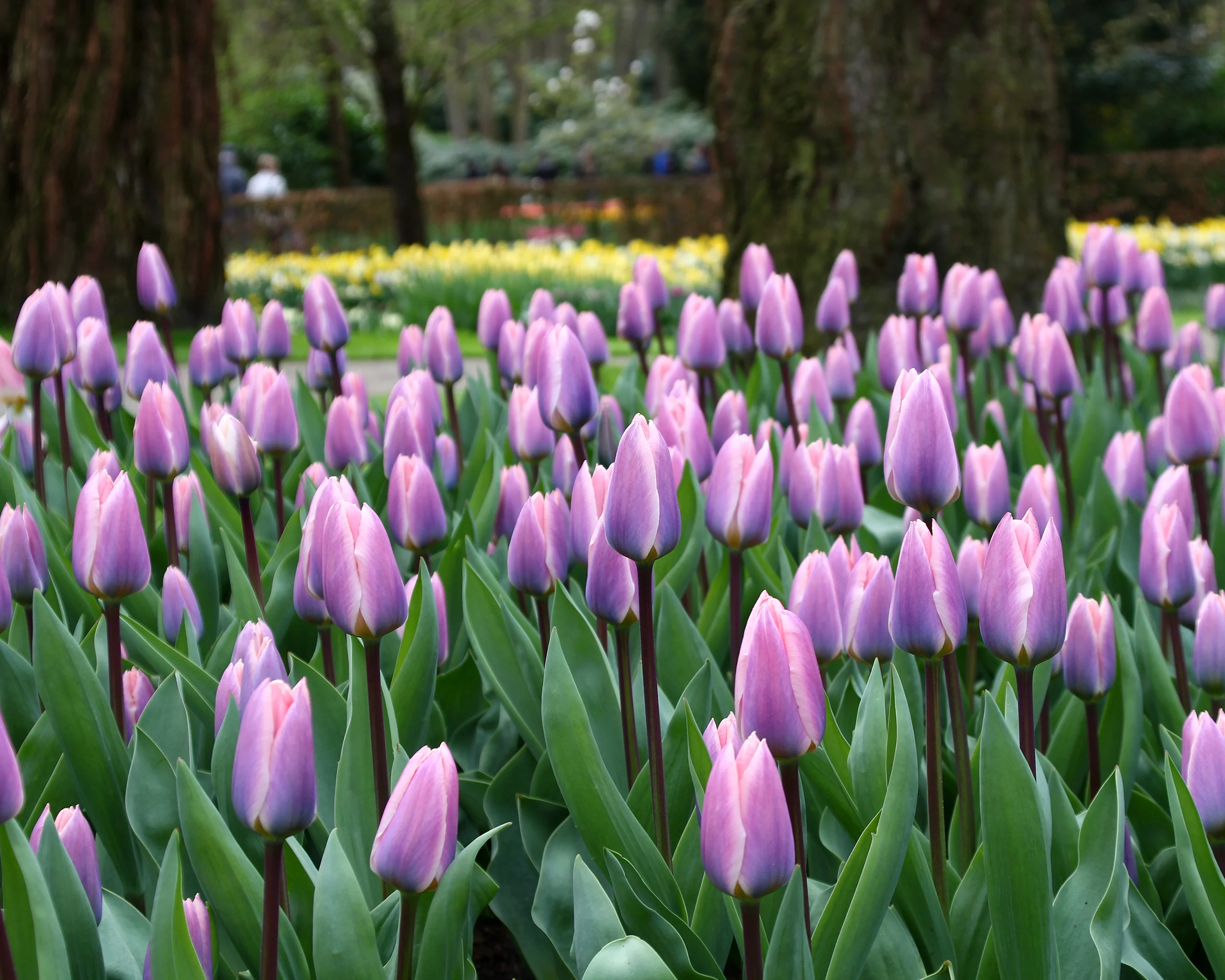 Tulip 'Light and Dreamy' - Image 8