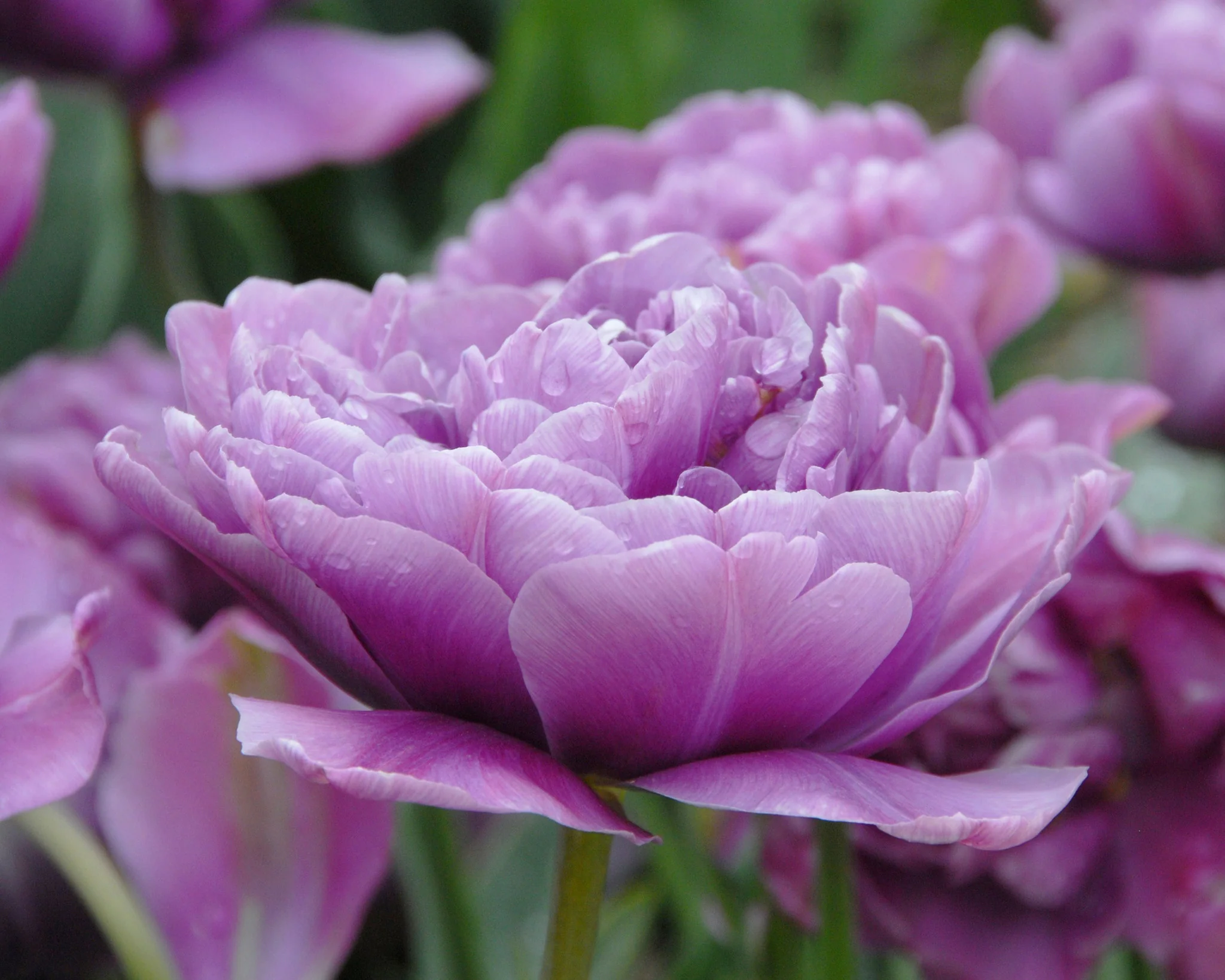 Tulip 'Lilac Perfection' - Image 4