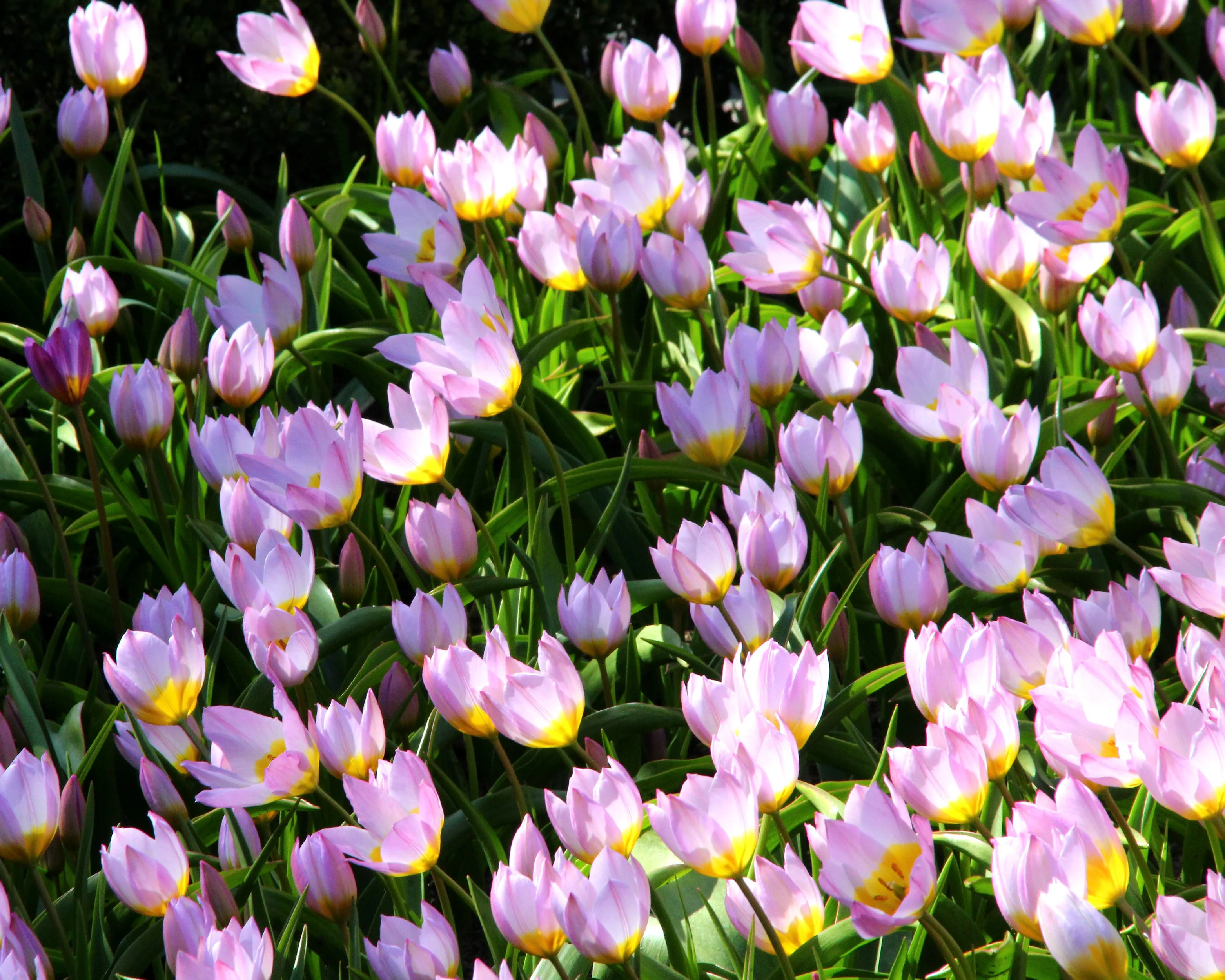 Tulip 'Lilac Wonder' - Image 3