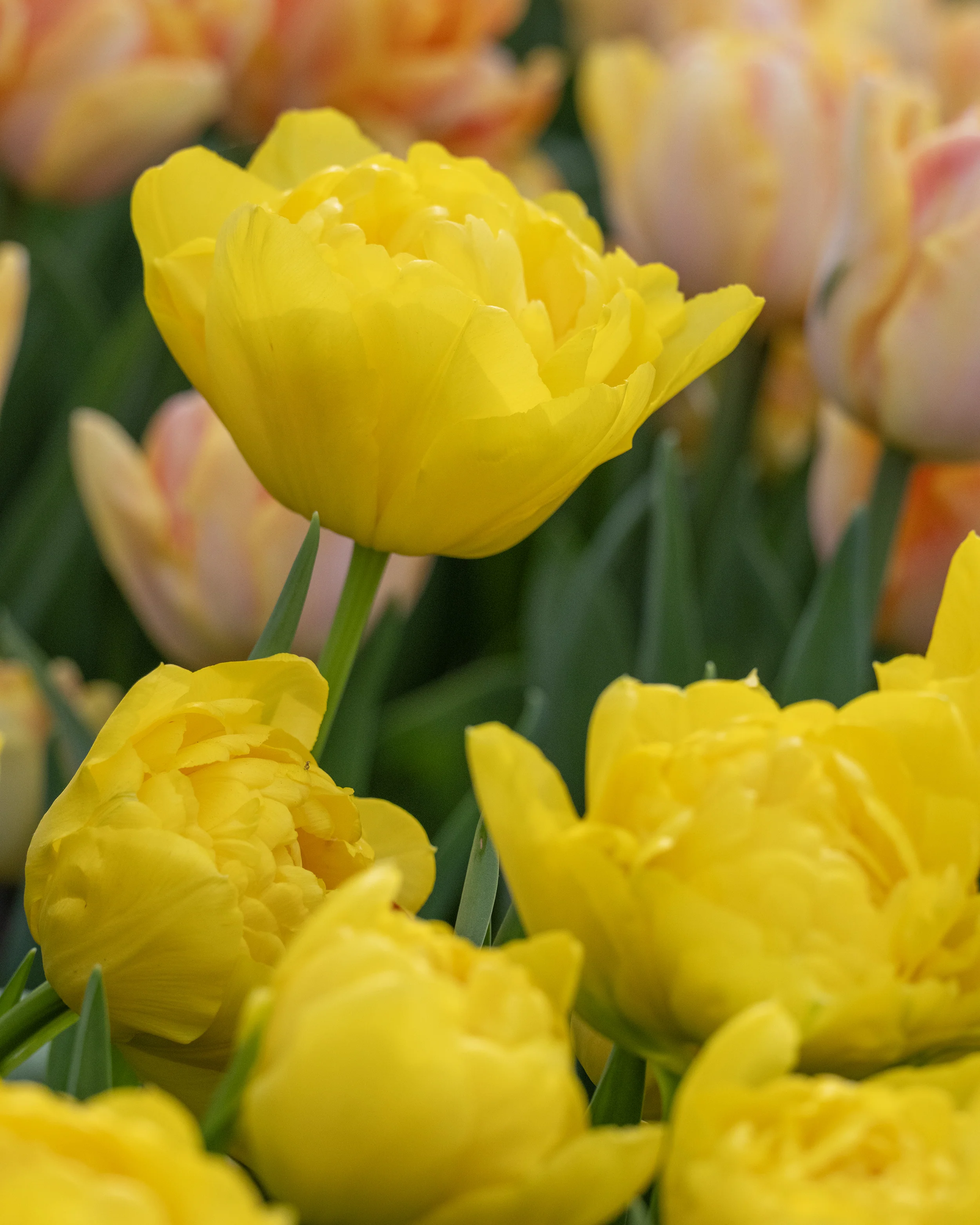 Tulip 'Limousine' - Image 3