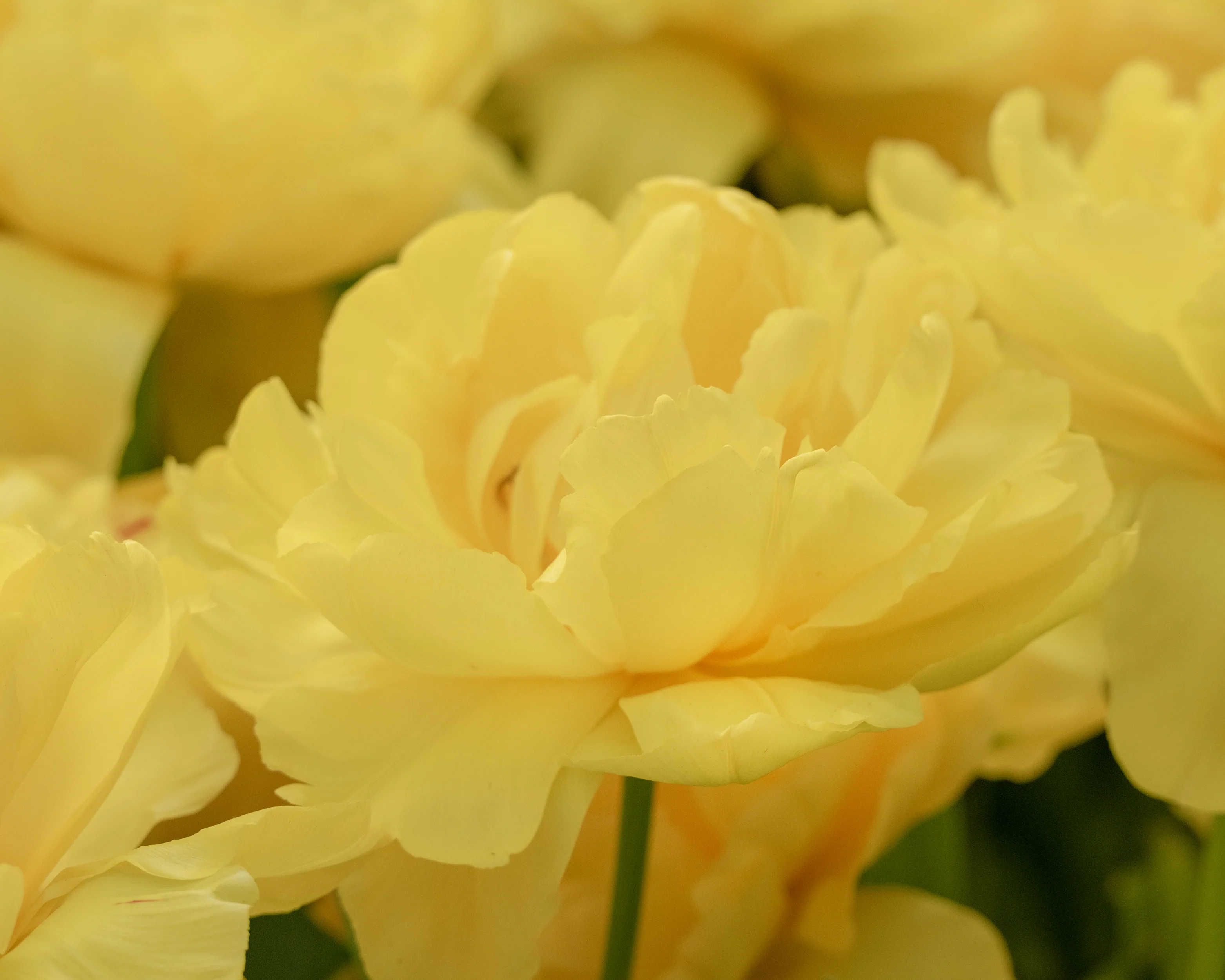 Tulip 'Limousine' - Image 4