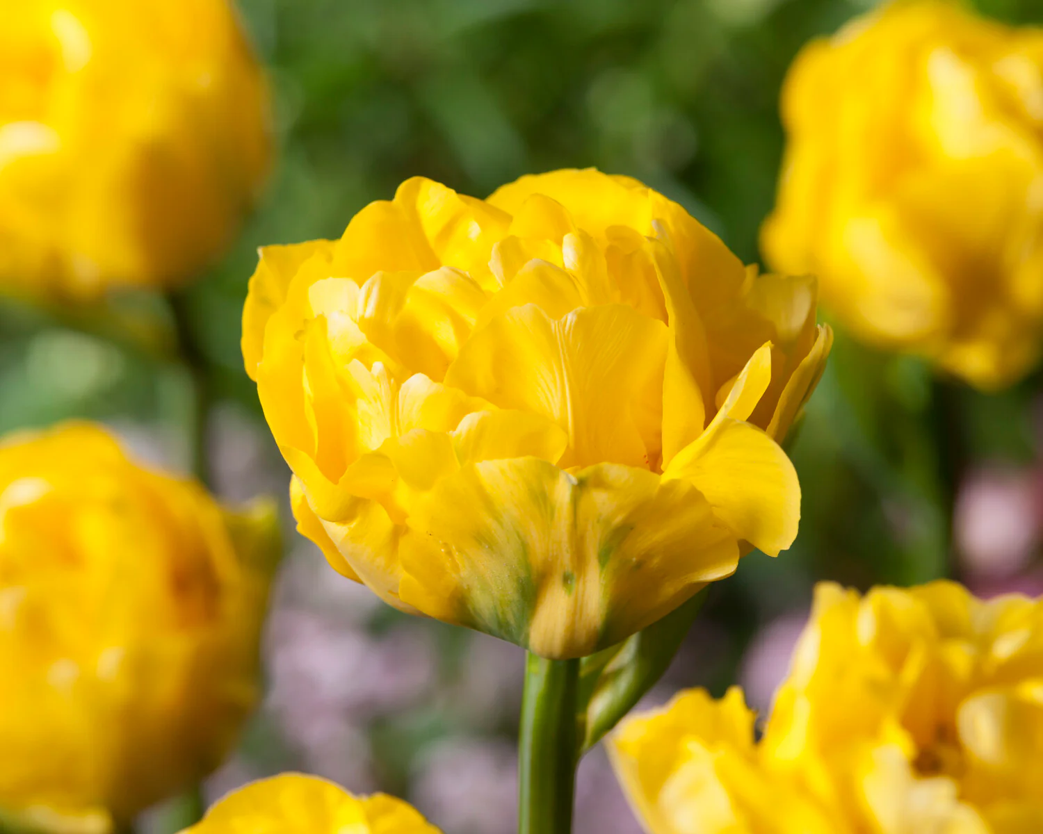 Tulip 'Limousine' - Image 5