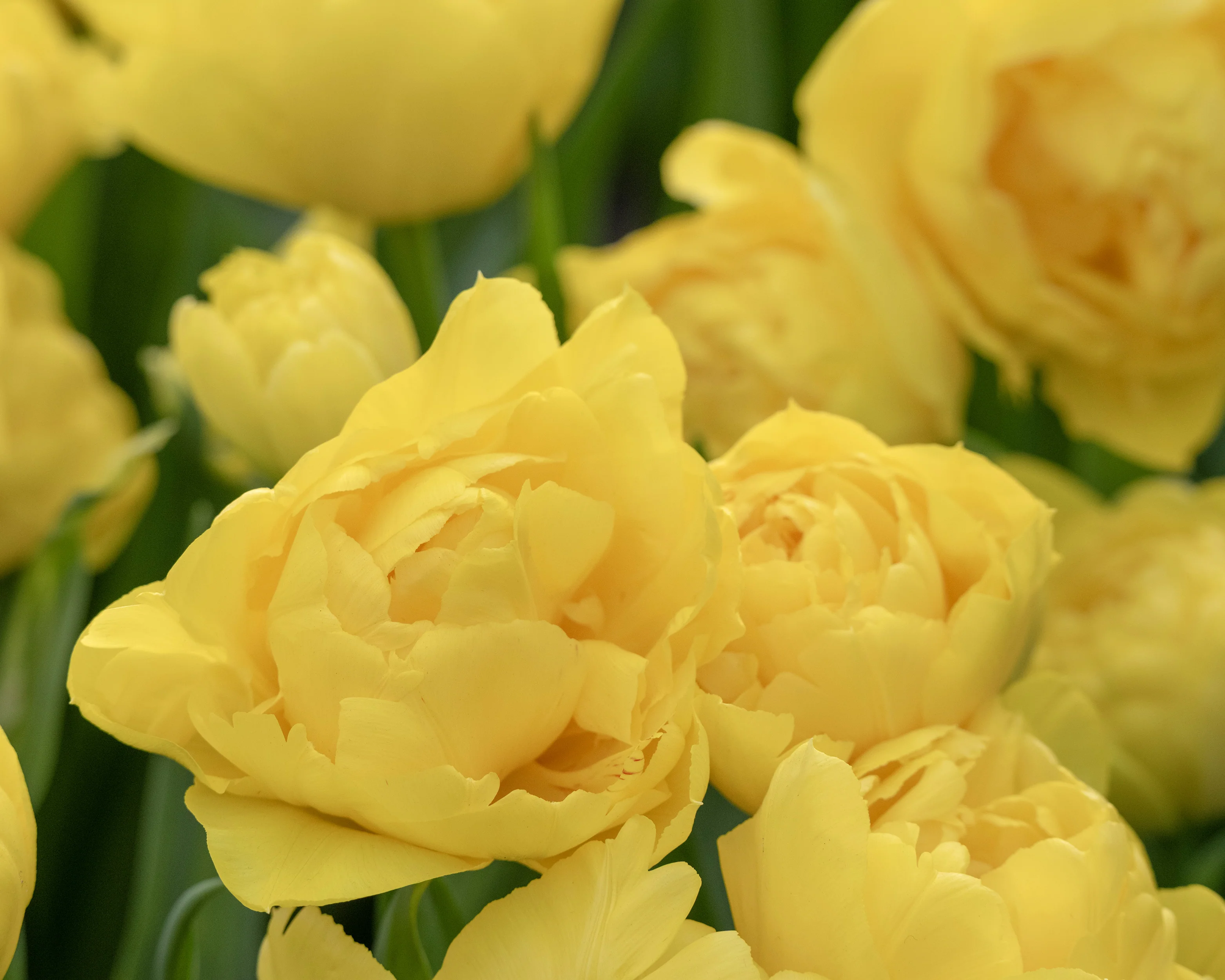 Tulip 'Limousine' - Image 7
