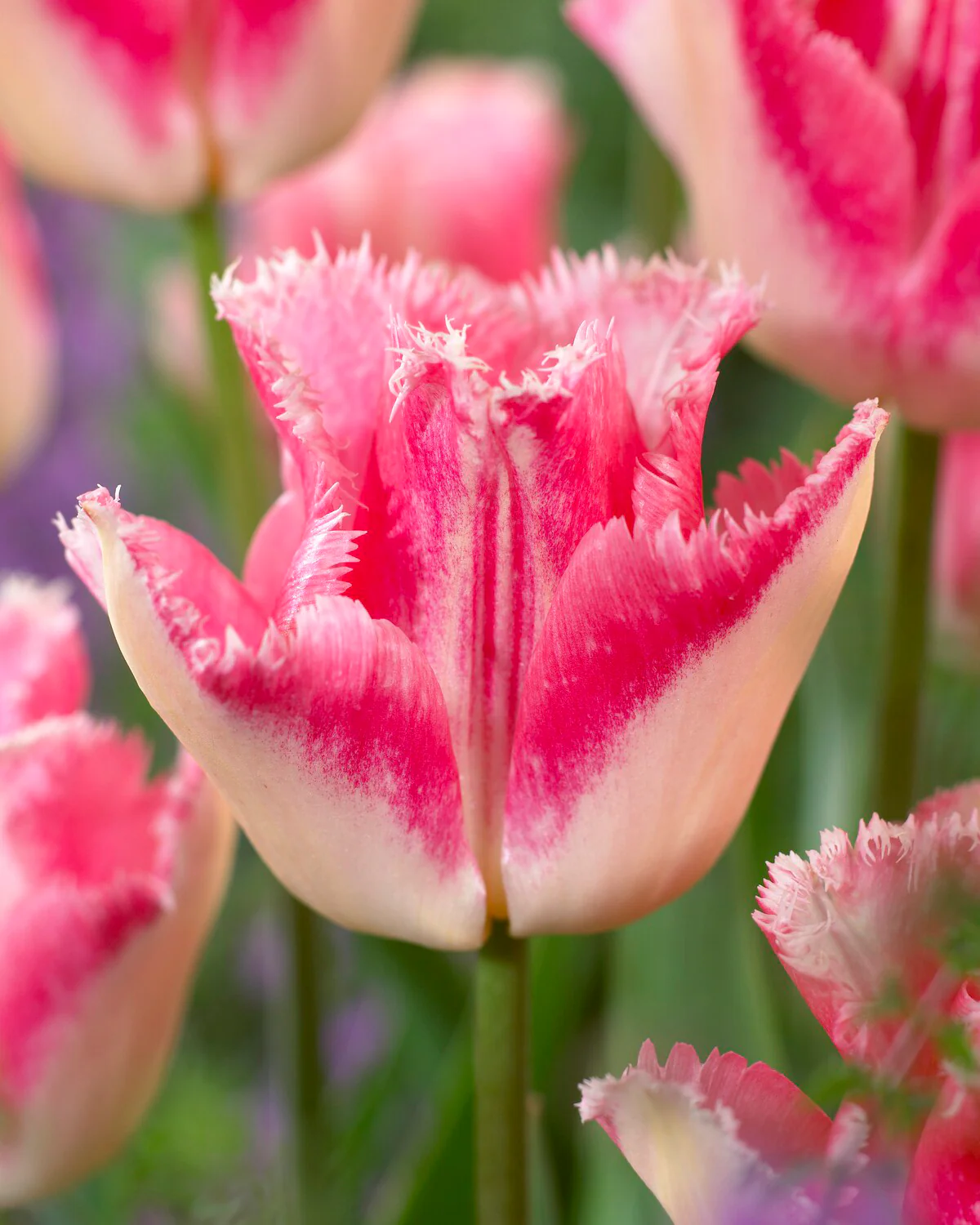 Tulip 'Lingerie' - Image 2