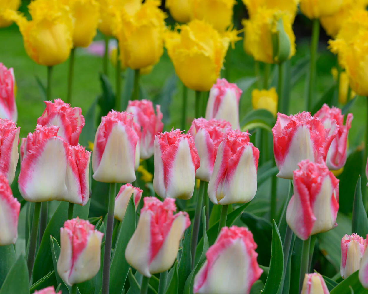 Tulip 'Lingerie' - Image 6
