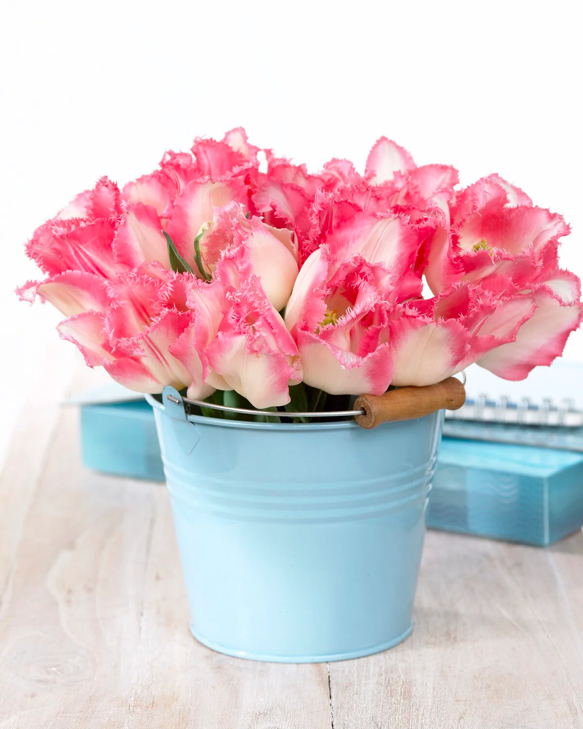 Tulip 'Lingerie' - Image 8