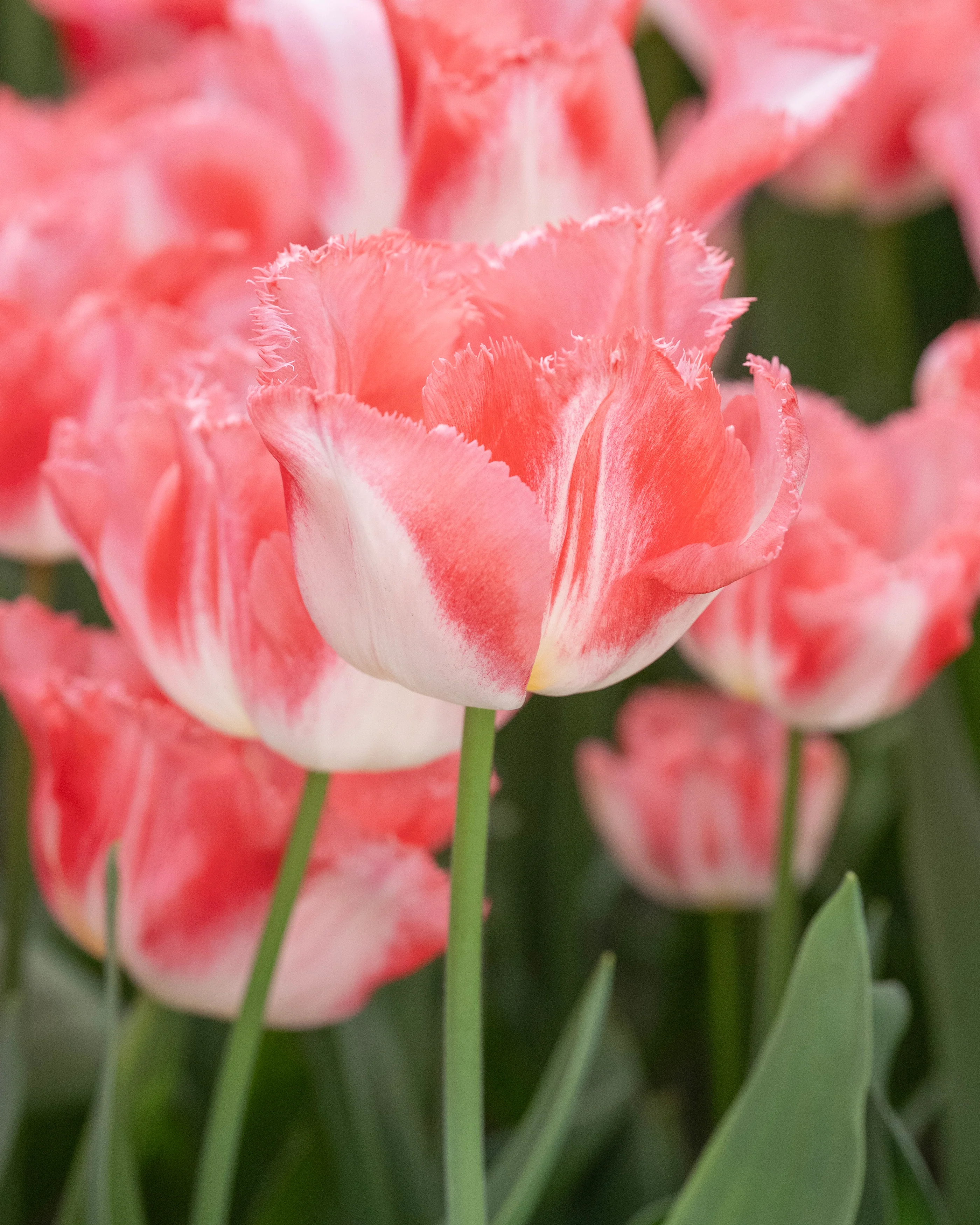 Tulip 'Lingerie' - Image 9