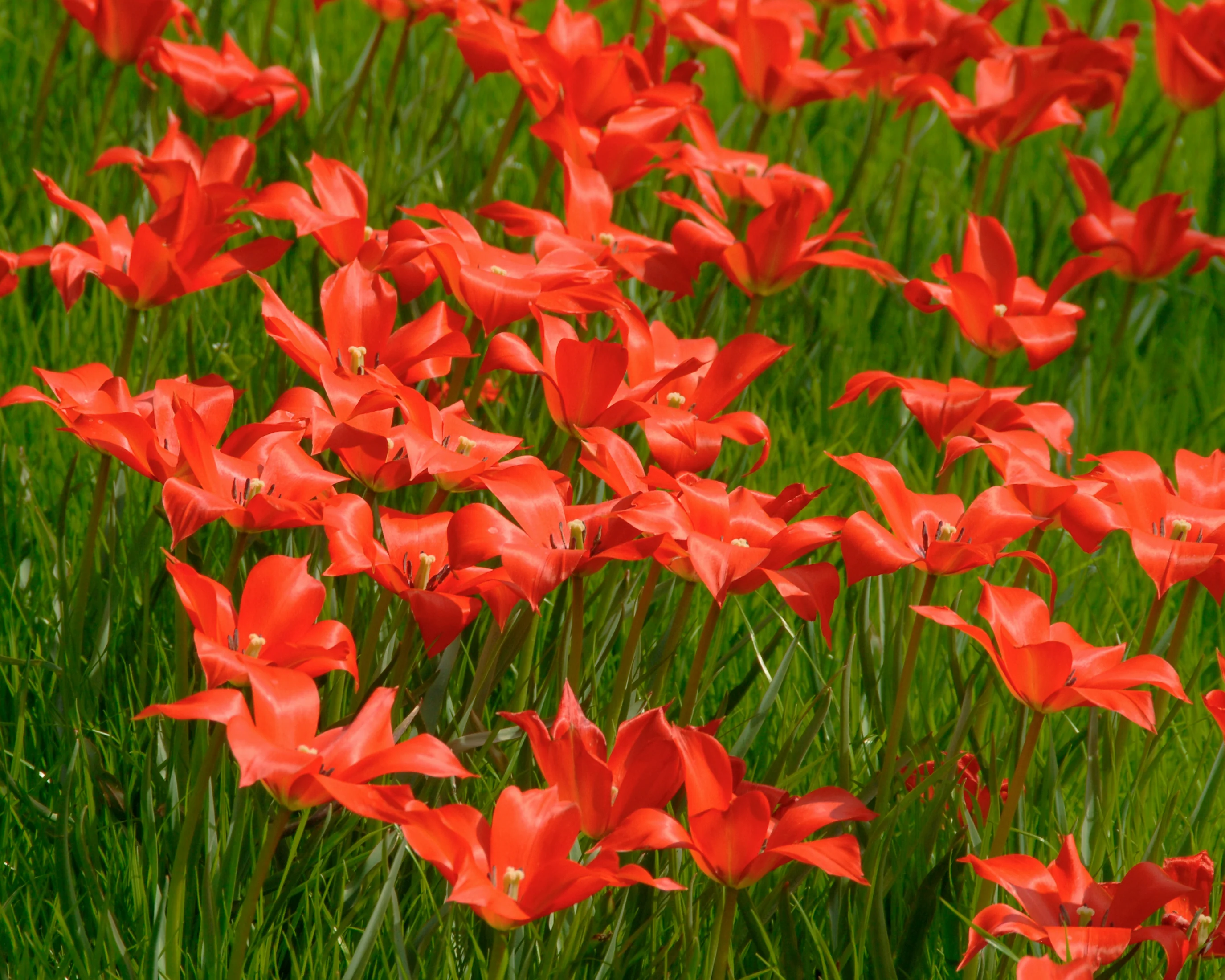 Tulip linifolia - Image 3